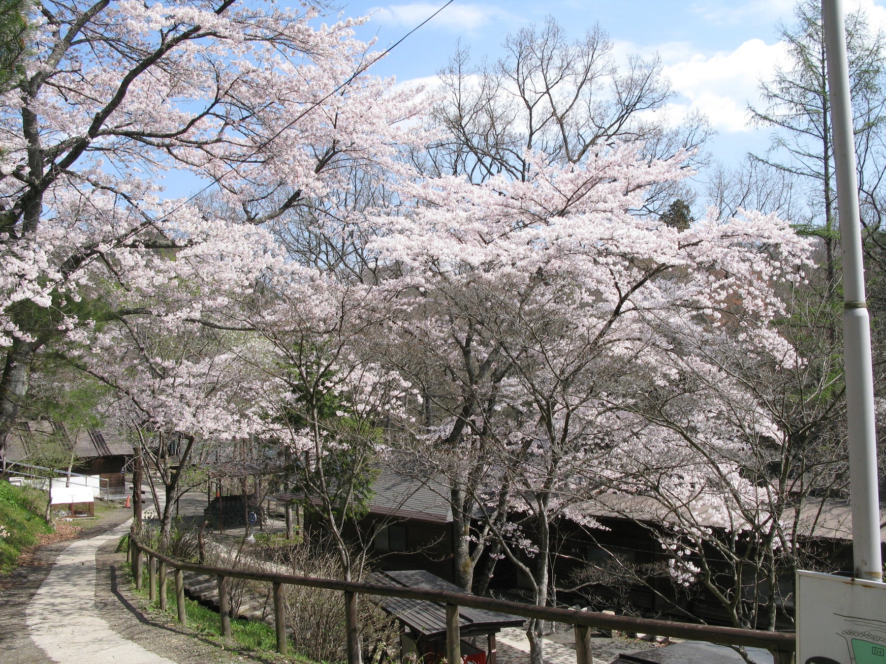 秋保木の家ロッジ村、春限定「お花見BBQプラン」提供開始