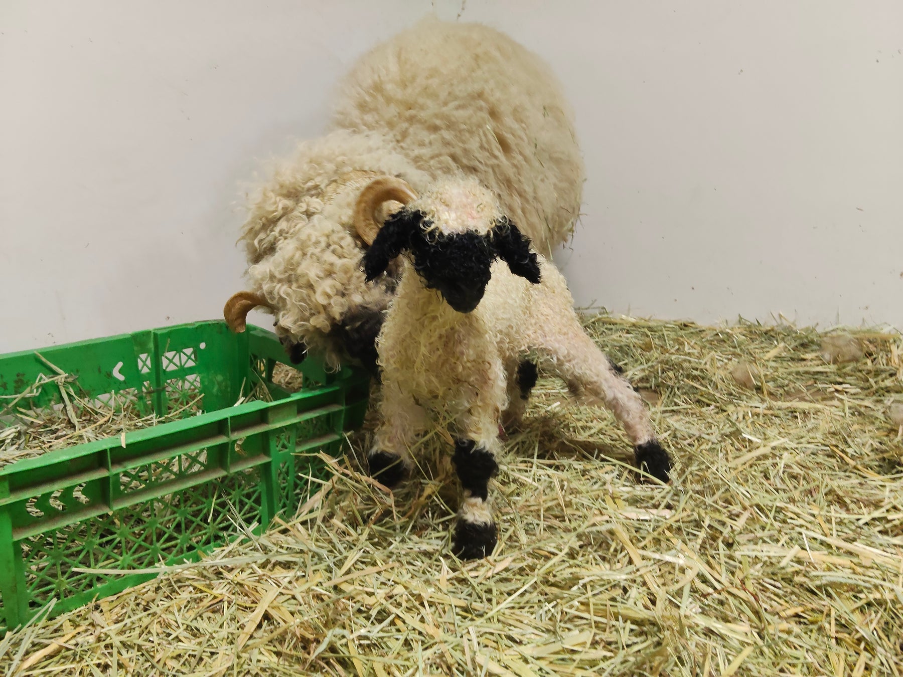 春の便り♪世界一可愛い羊の赤ちゃんが今年も生まれました‼出産ラッシュが続きます♪