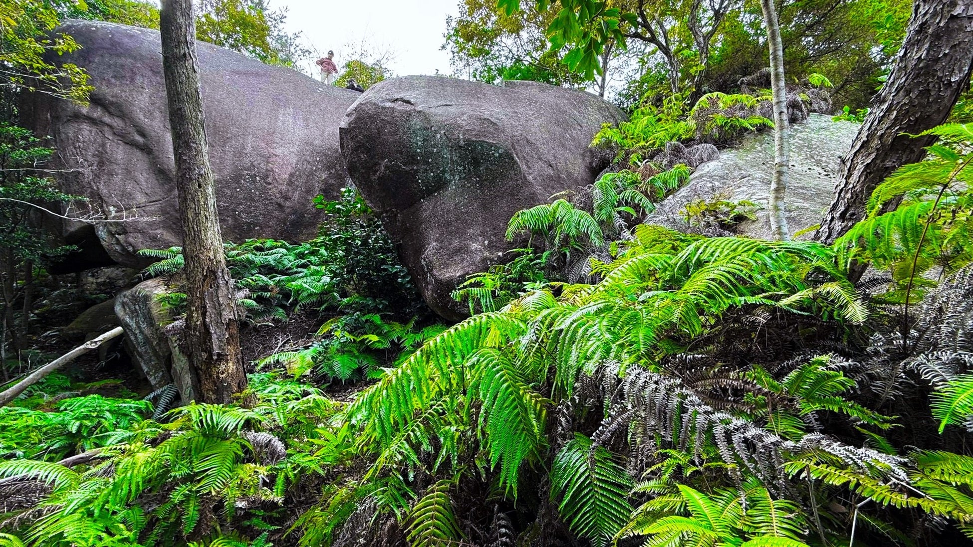 【第2章・淡路島】密林に封印された巨大巨石群。人面岩・ペトログリフの謎。聖地巡礼で核心に迫る