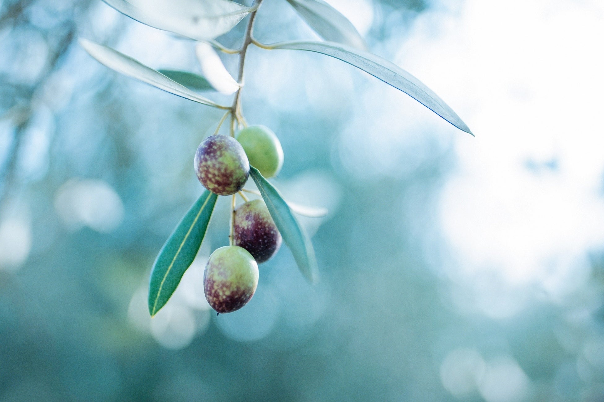 オリーヴ兄弟・弟による、大人のための非日常体験プログラム世界が認めた小豆島オリーブオイルを五感で味わい学ぶ特別講座 −日本橋「EnCounter」にて