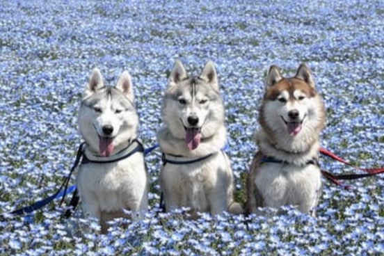 55万本のネモフィラ畑を愛犬とパレード！横須賀・ソレイユの丘で愛犬とアトラクションやマルシェを楽しめるドッグイベントを4月25日(土)・26日(日)に開催。