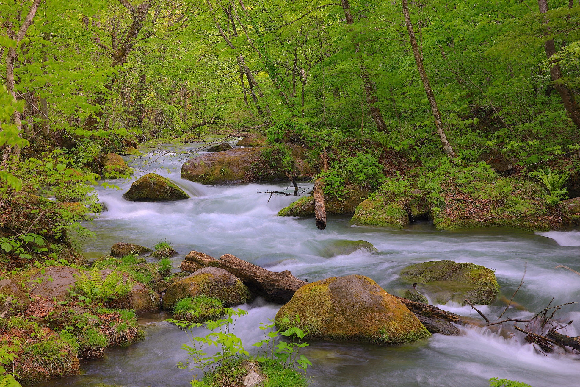 【重要】令和8年度 奥入瀬自然博物館（マイカー交通規制）の実施日程について