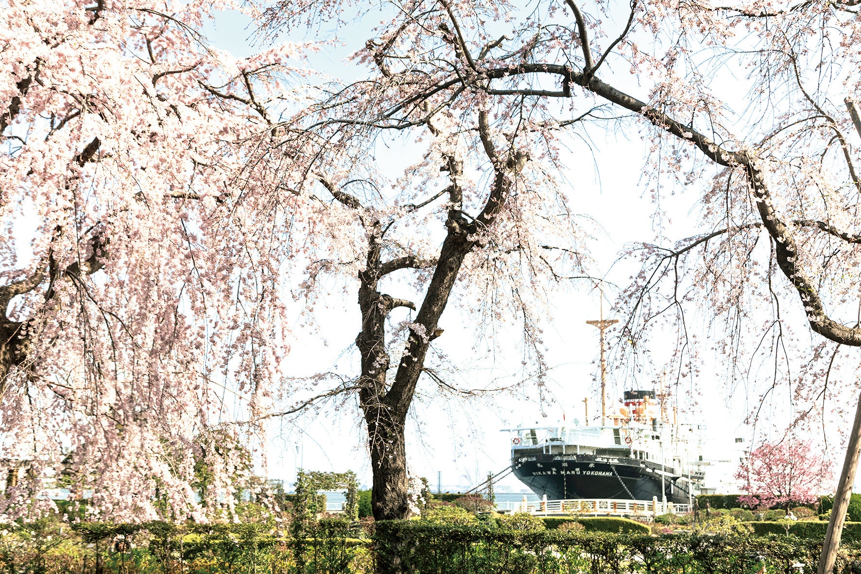 【今週末3/29-30が絶好機】横浜・みなとみらいの桜が満開　ランドマーク×観覧車×桜の絶景ポイント＜3月28日（土）29日（日）にイベント開催＞