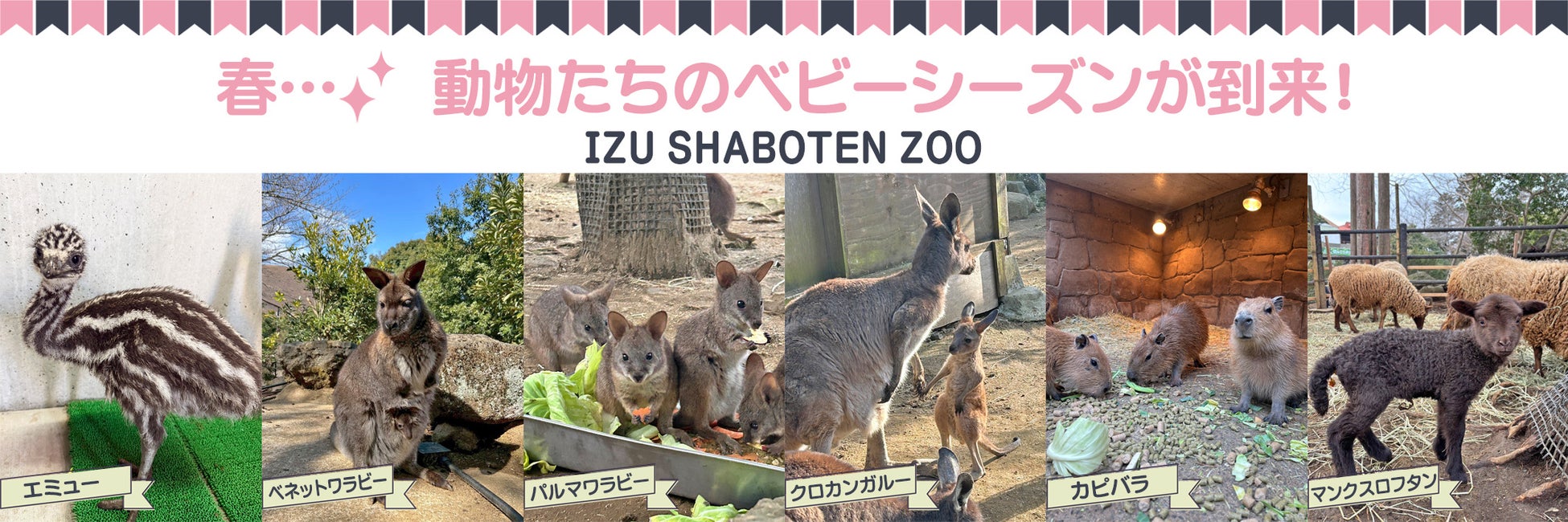 春は動物たちのベビーラッシュの季節！伊豆シャボテン動物公園で、エミュー・ワラビー・カンガルー・カピバラ・マンクスロフタン（羊）の赤ちゃんが誕生！