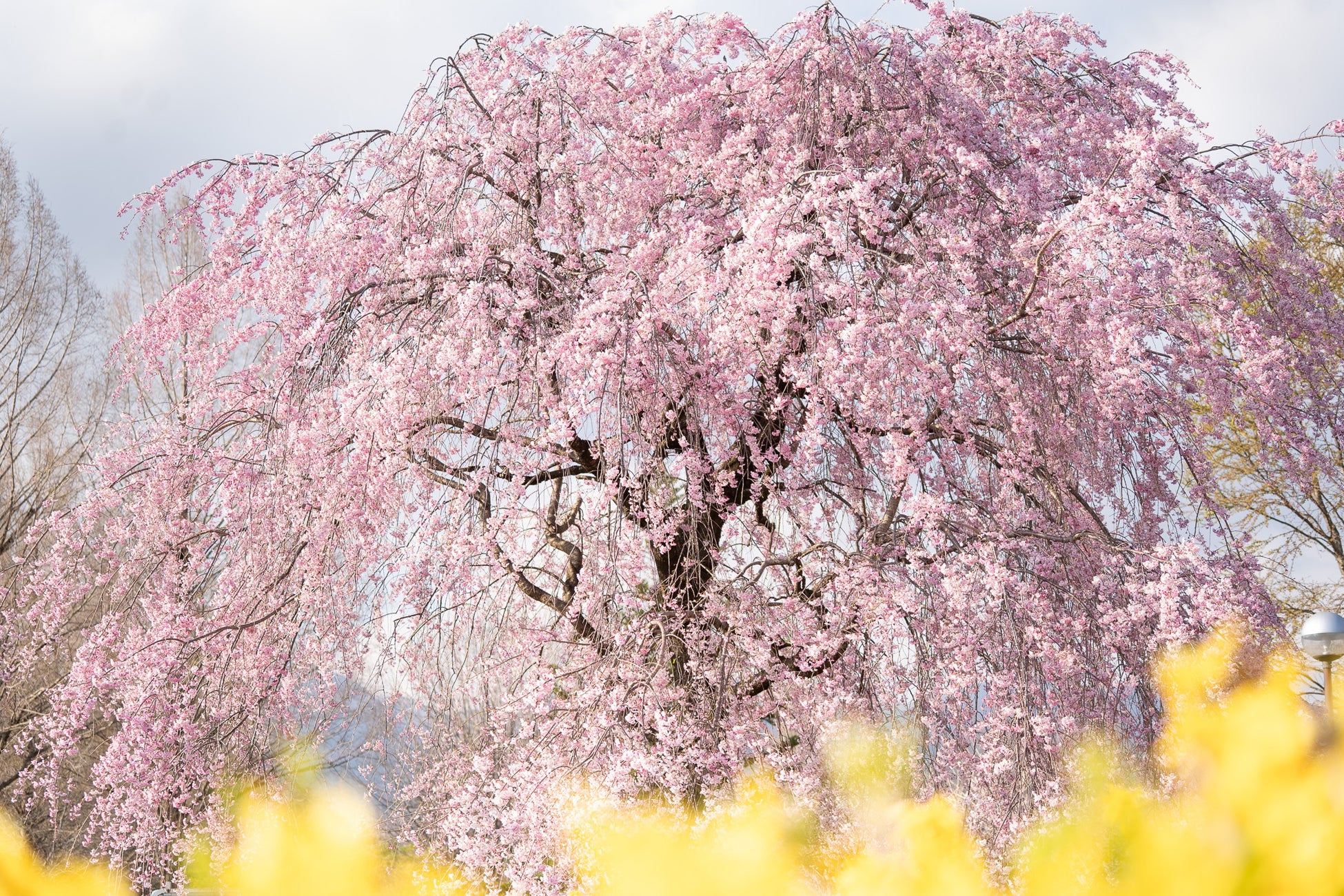【リニューアル後初の春】ぐんまフラワーパークプラス「サクラウィーク」初開催。珍しい緑の桜、自分で摘んで作る桜ブーケ、地元和菓子のマルシェなど“体験型お花見”を提案。赤城南面千本桜との地域連携コラボも。