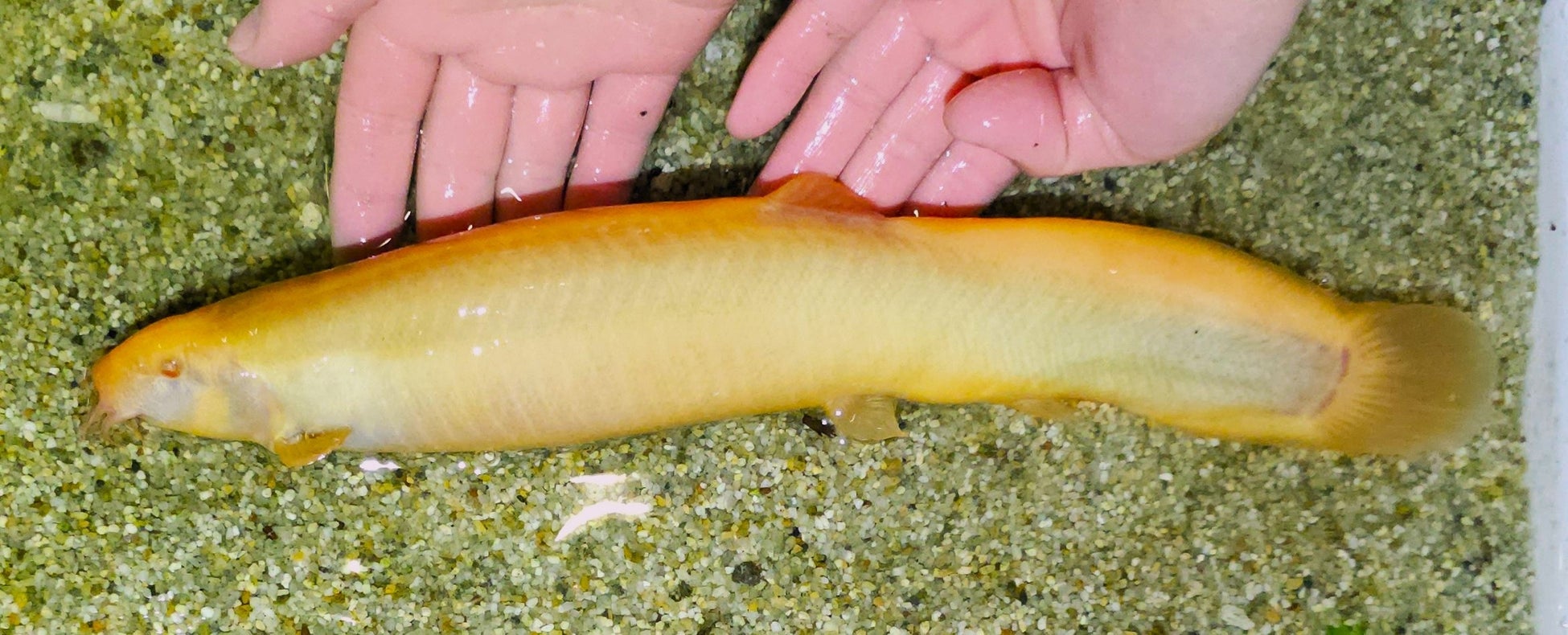 水族館アトアに前代未聞の巨大ドジョウ！？ 比べて分かるドジョウ展を開催します！特別企画 「挑戦者求む！デカいドジョウ No.1 を探せ」