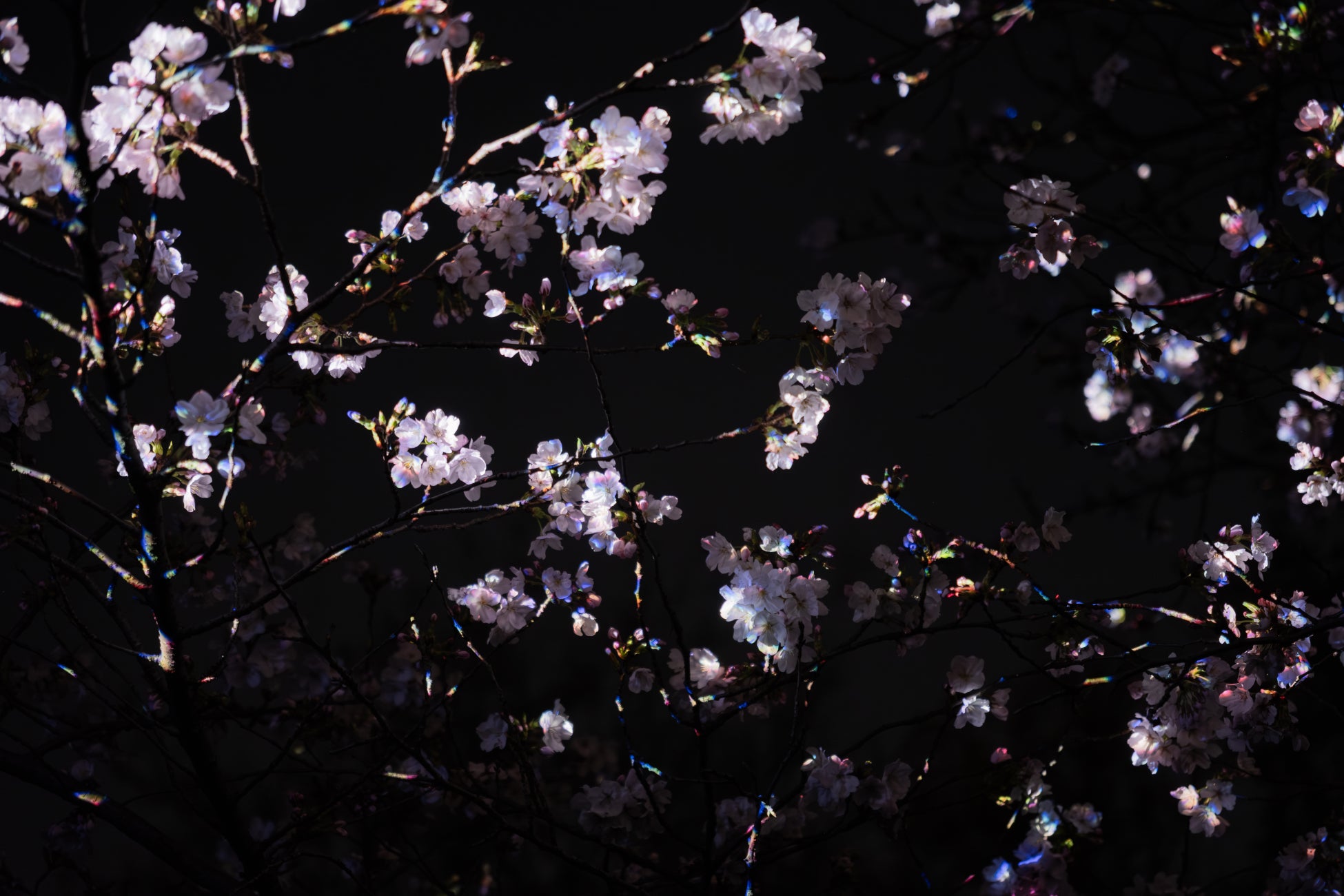 桜の新作を初公開、「チームラボ ボタニカルガーデン 大阪」。桜が春の夜に結晶が浮かび上がるように輝く作品《桜の結晶と桜の幽体》、4月12日(日)まで公開予定。大池に浮かぶランプの光は桜色に