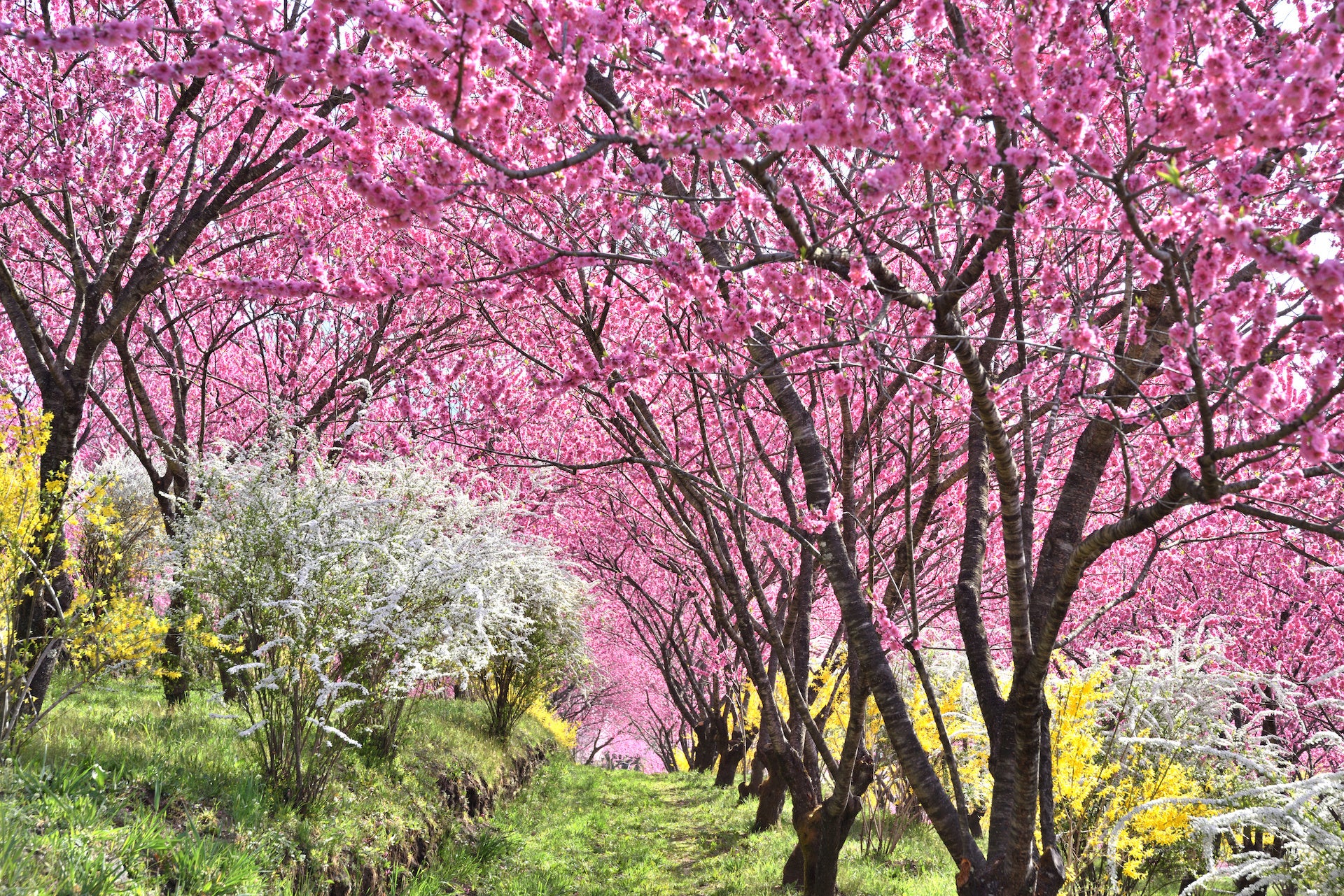 群馬の山間に現れる“現代の桃源郷”。1,000本の花桃が丘をピンクに染め上げる「花桃の丘まつり」開催