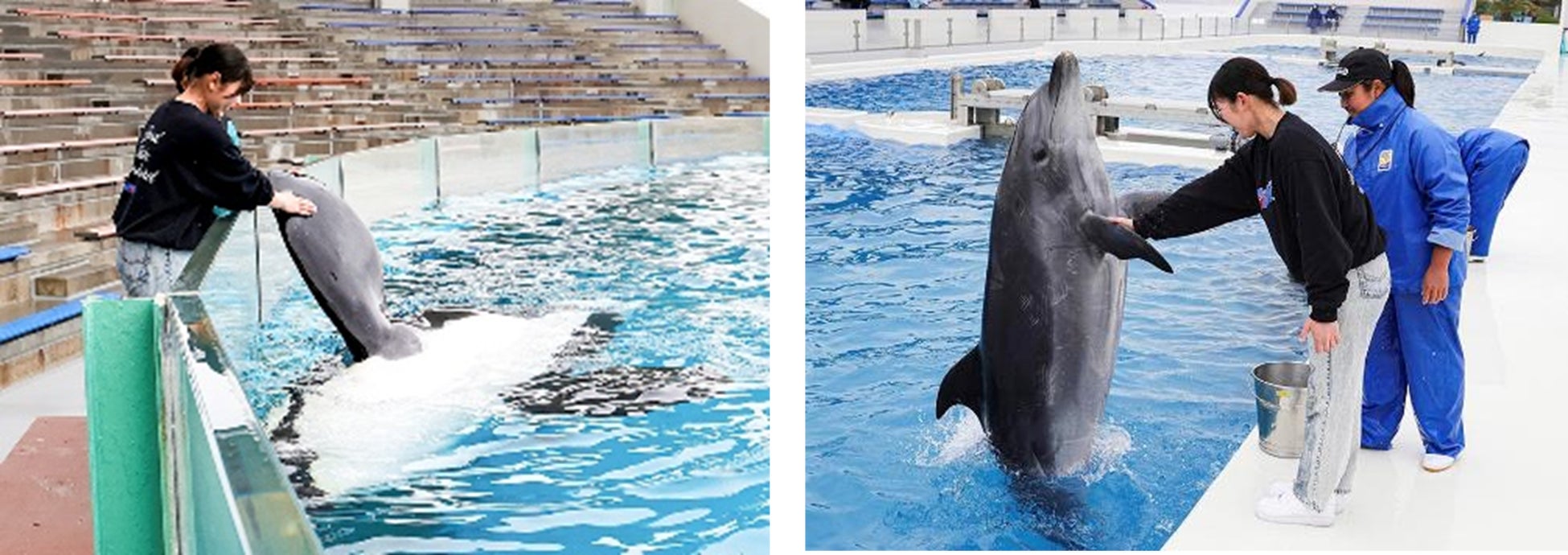 【鴨川シーワールド】シャチやイルカとの握手体験など5つのプログラムを1日で満喫 2026年5月『満喫体験』・『満喫宿泊プラン』 開催！！
