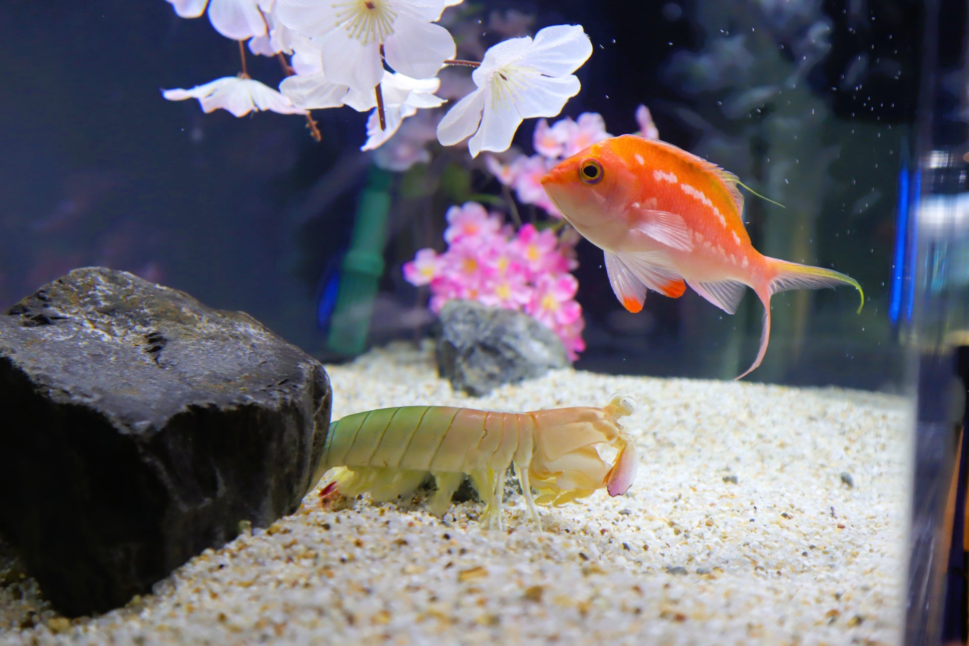 桜の季節にぴったり「海の花だより〜お花見展～」を開催中
