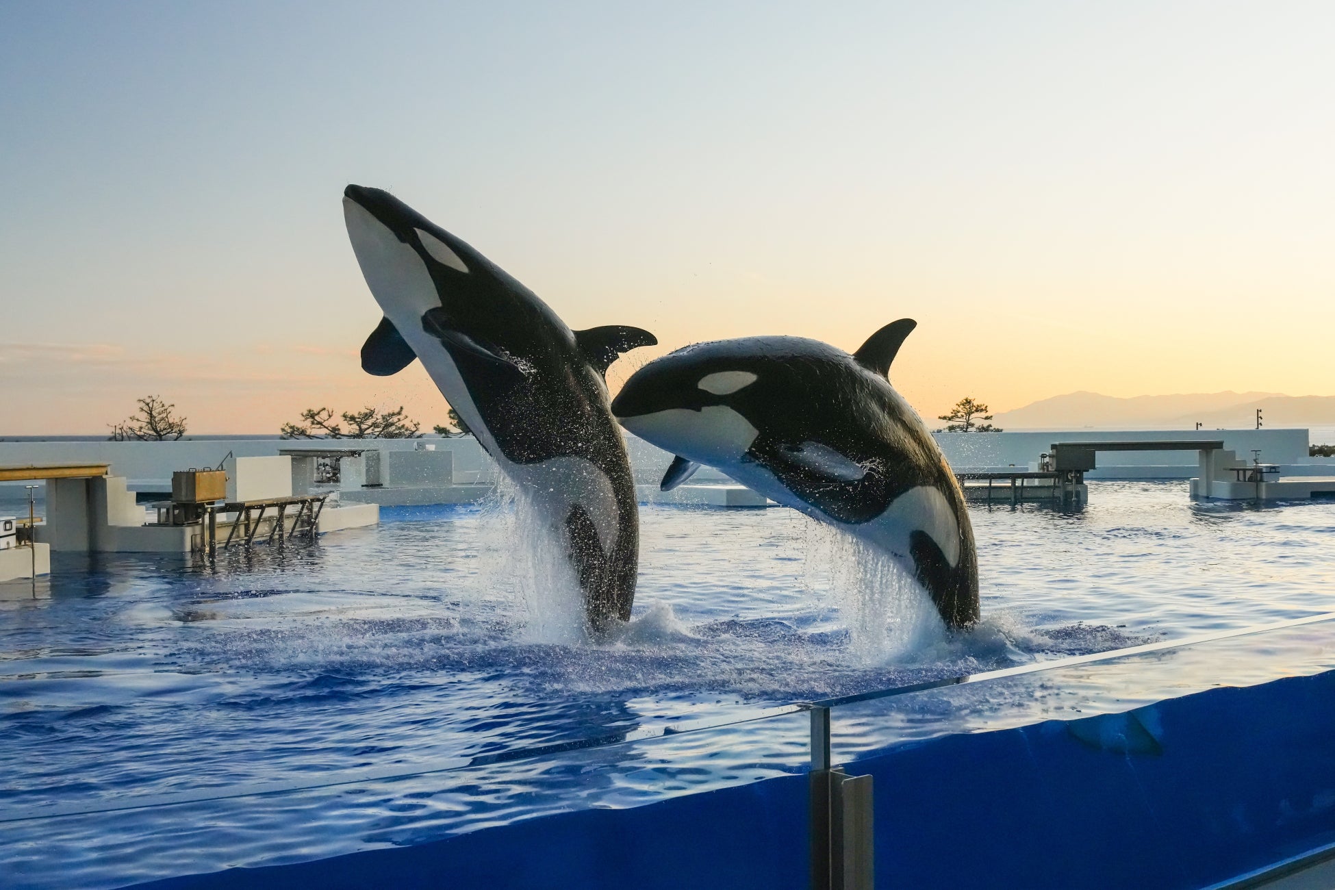 【神戸須磨シーワールド】ゴールデンウィークは早朝・夕方の入館でお得に楽しもう！「GW 朝得チケット」と「GW トワイライトチケット」を販売