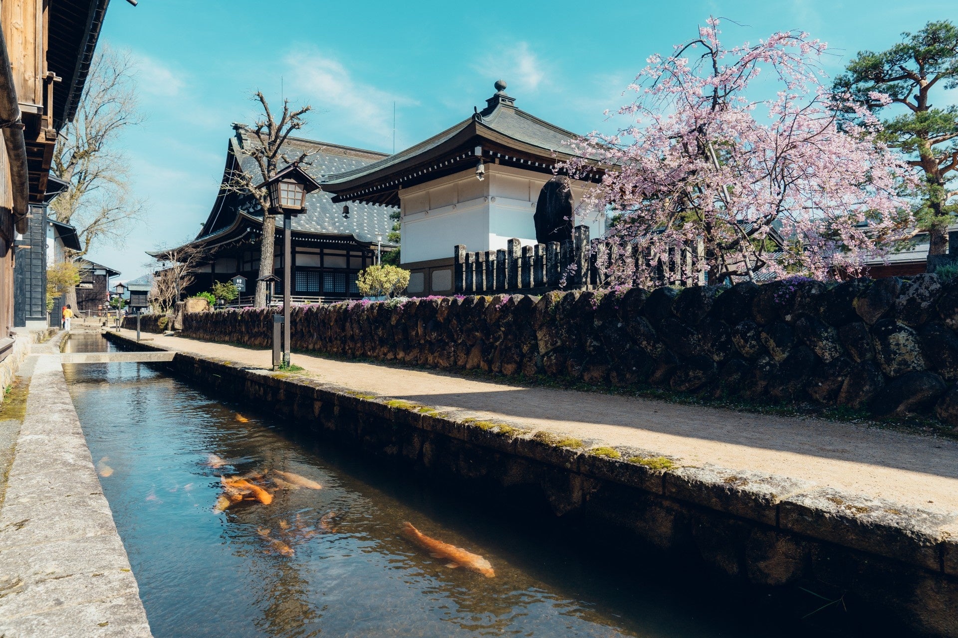 【岐阜県飛騨市】「おかえり、1,000匹の鯉たち！」飛騨古川の春を告げる“瀬戸川の引っ越し”が4月4日（土）に開催します