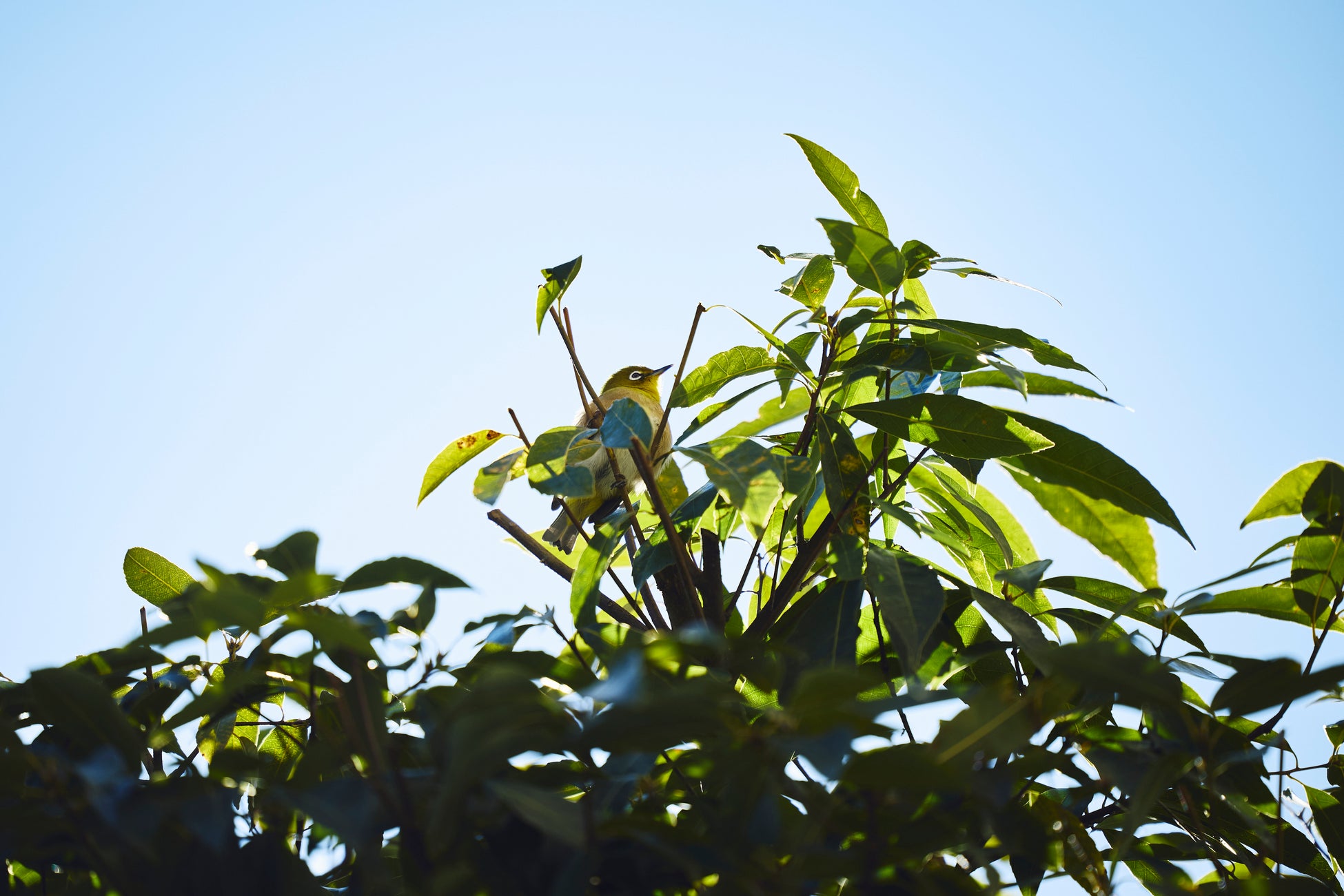5月10日より「愛鳥週間」がスタート！ IHGホテルズ＆リゾーツが提案する初夏の“バードウォッチング旅”