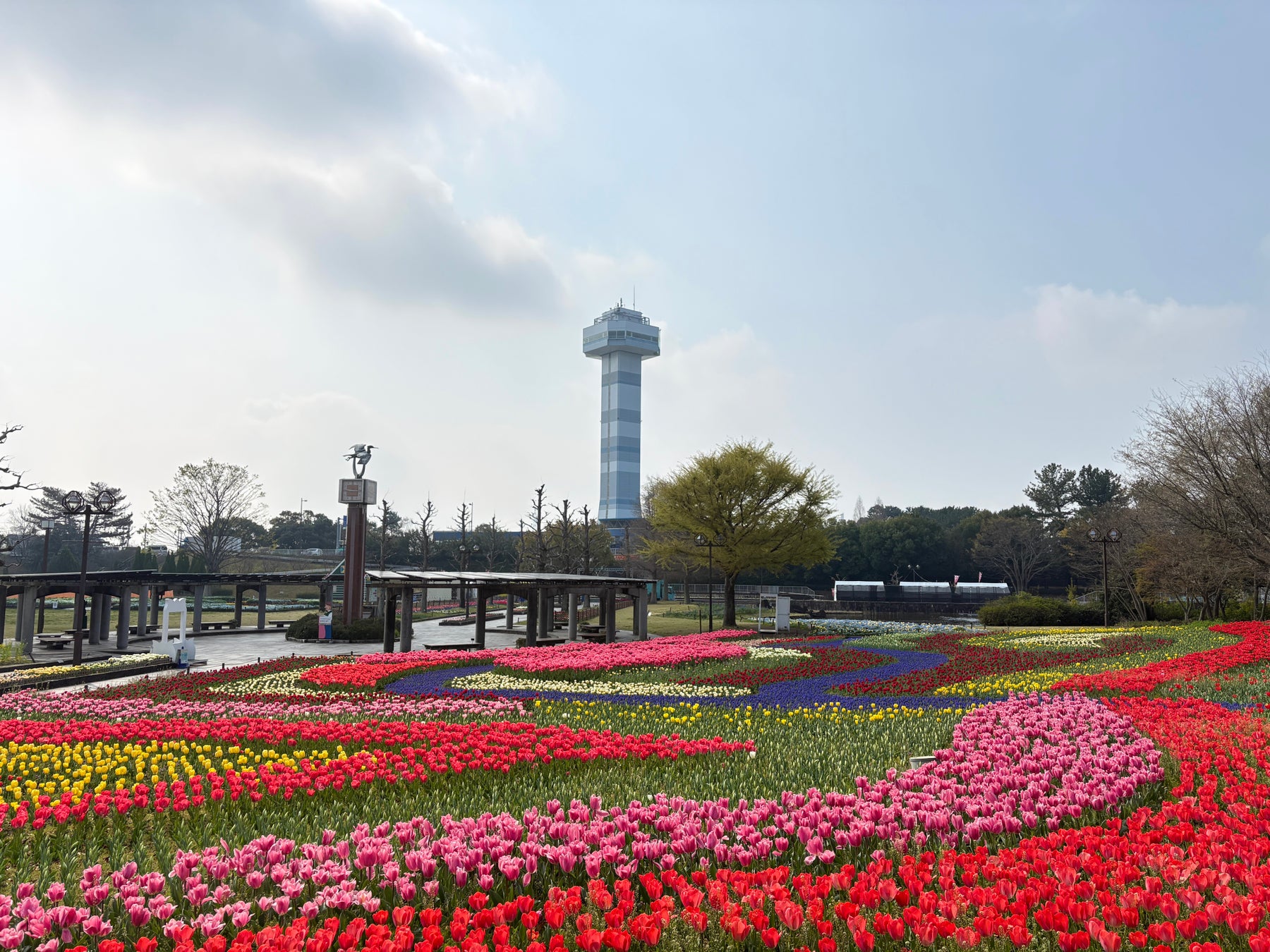 チューリップ見頃（国営木曽三川公園　木曽三川公園センター）
