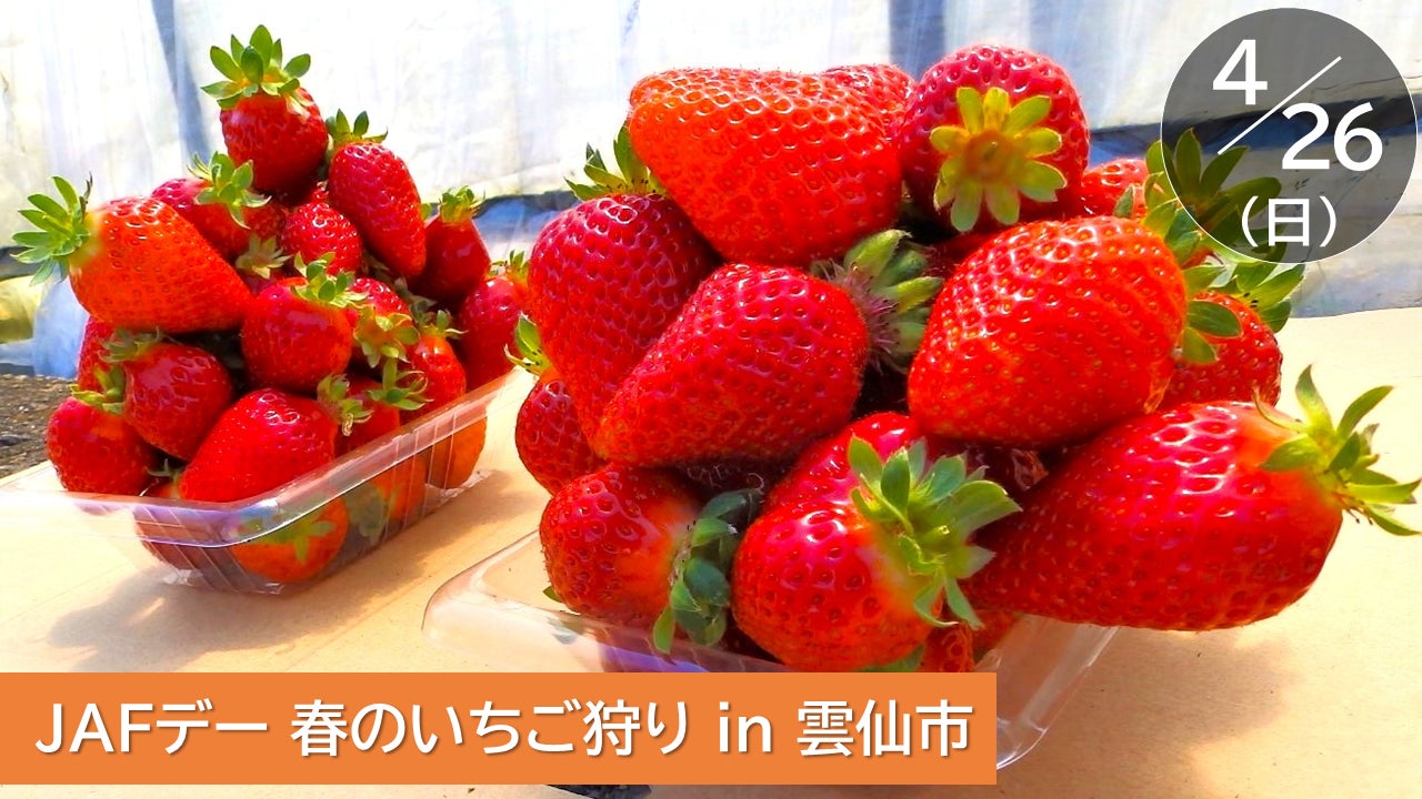 【JAF長崎】“恋みのり”いちご狩りイベント開催！～摘みたてのいちごが1時間食べ放題 ＆ 1パックのお土産付き！～ in 雲仙市