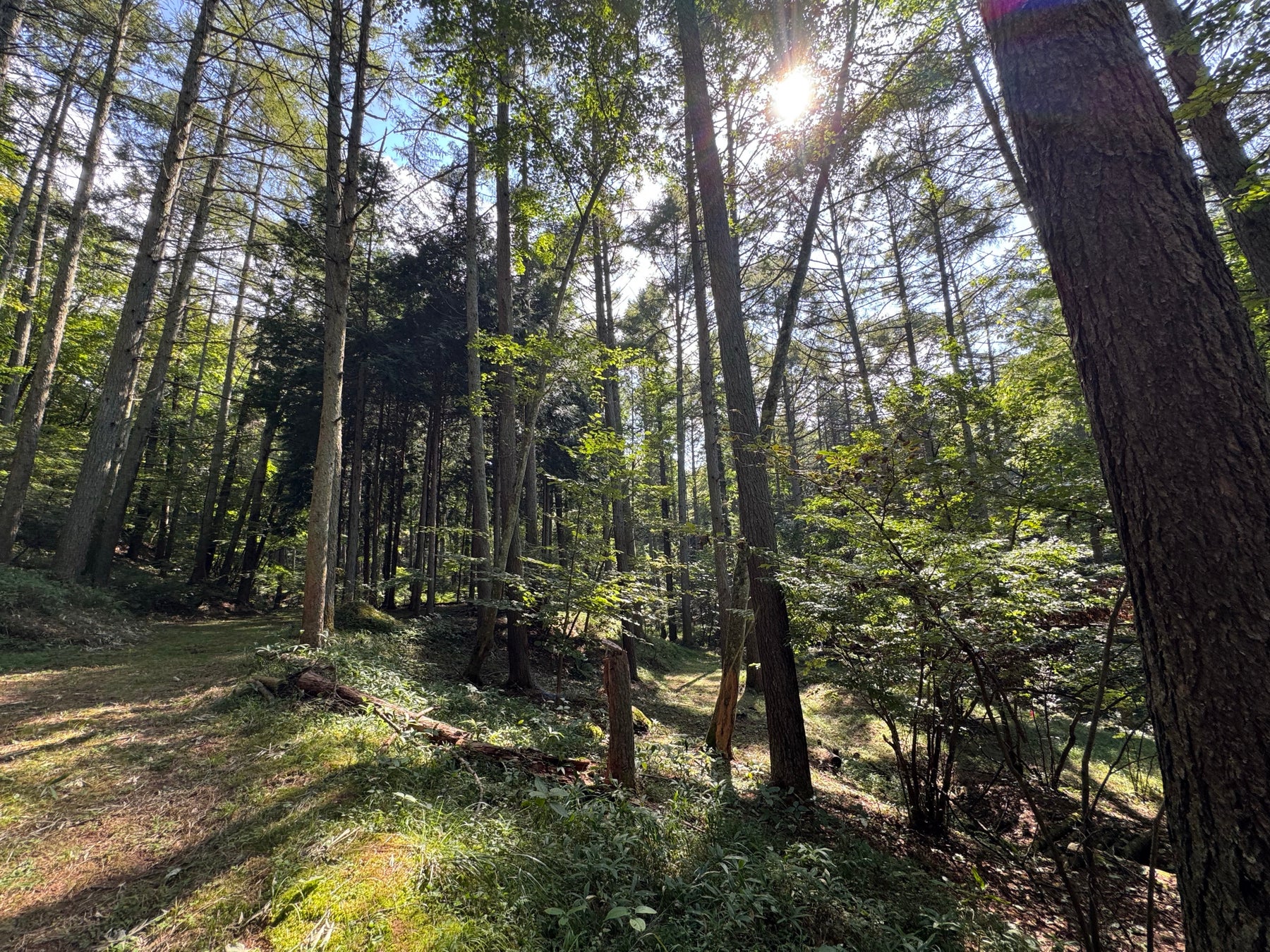 あなたのスタイルで森を楽しむ、森林レンタルサービス”フォレンタ”。沢沿い区画も備えた「内山峡キャンプフィールド」が長野県佐久市に誕生！