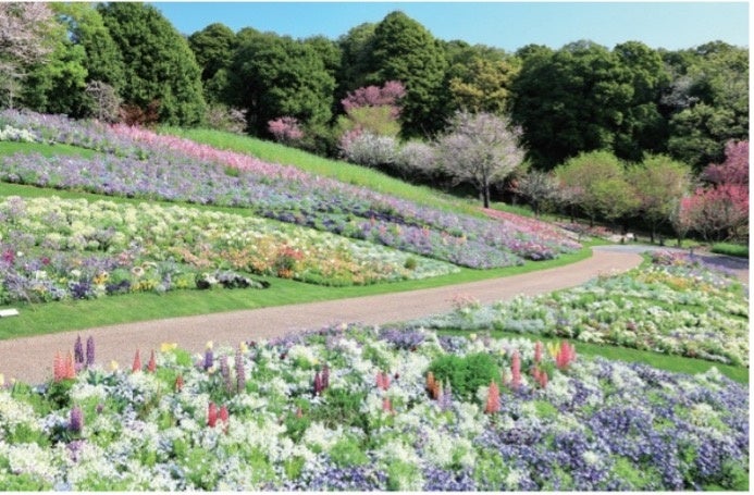 【第１０回】『ガーデンネックレス横浜２０２６』横浜の春が本番　横浜でチューリップが見頃へ　里山ガーデンの大花壇に１５０品種２０万本、週末は花イベントも充実