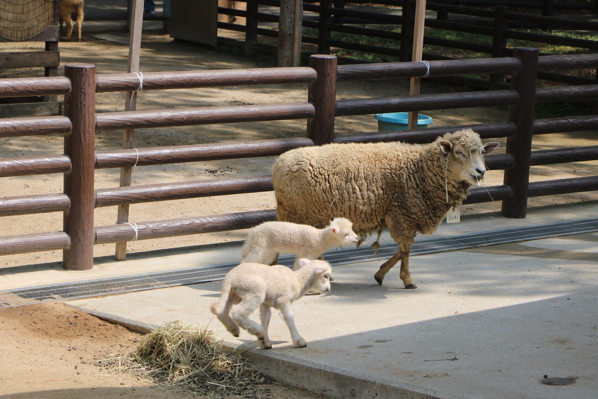 「ヒツジ」と「クモザル」の赤ちゃん誕生！