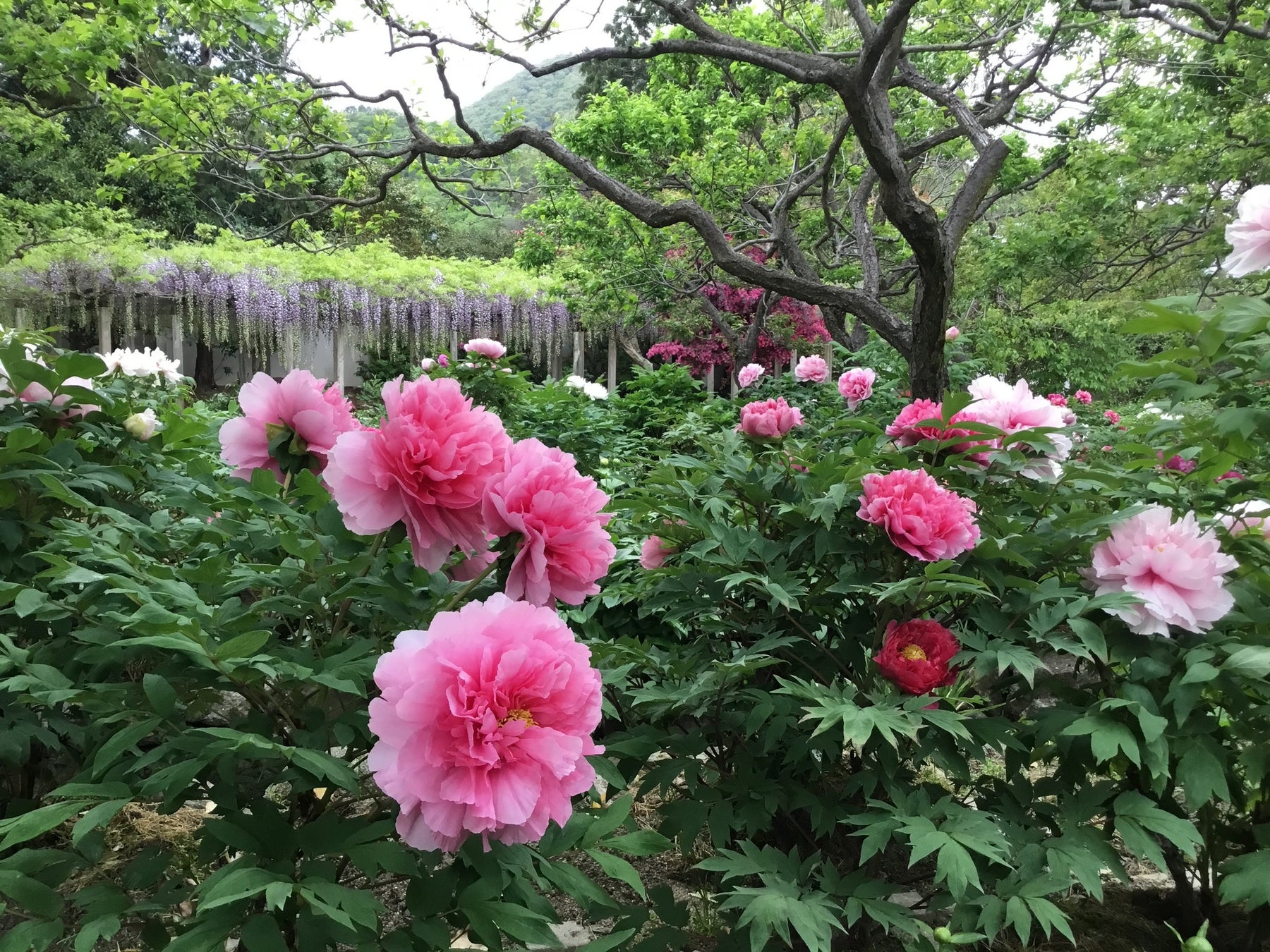 初夏の3週間の光を滞在体験に。農園リゾートTHE FARMが宿泊者限定ホタル観賞イベントを開催