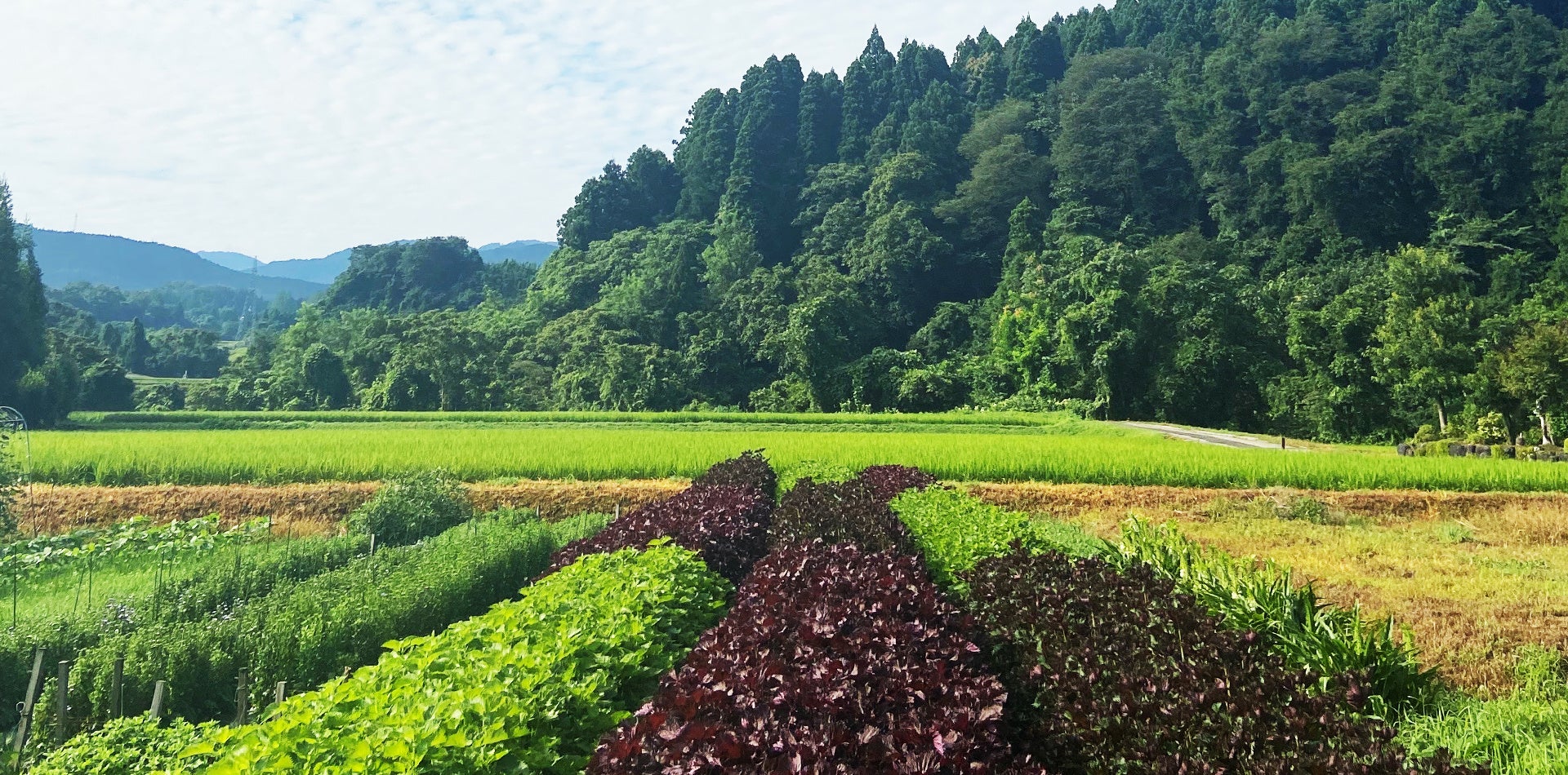 奈良葛城市「石光寺 染寺」の春牡丹が、4月中旬に見頃を迎えます