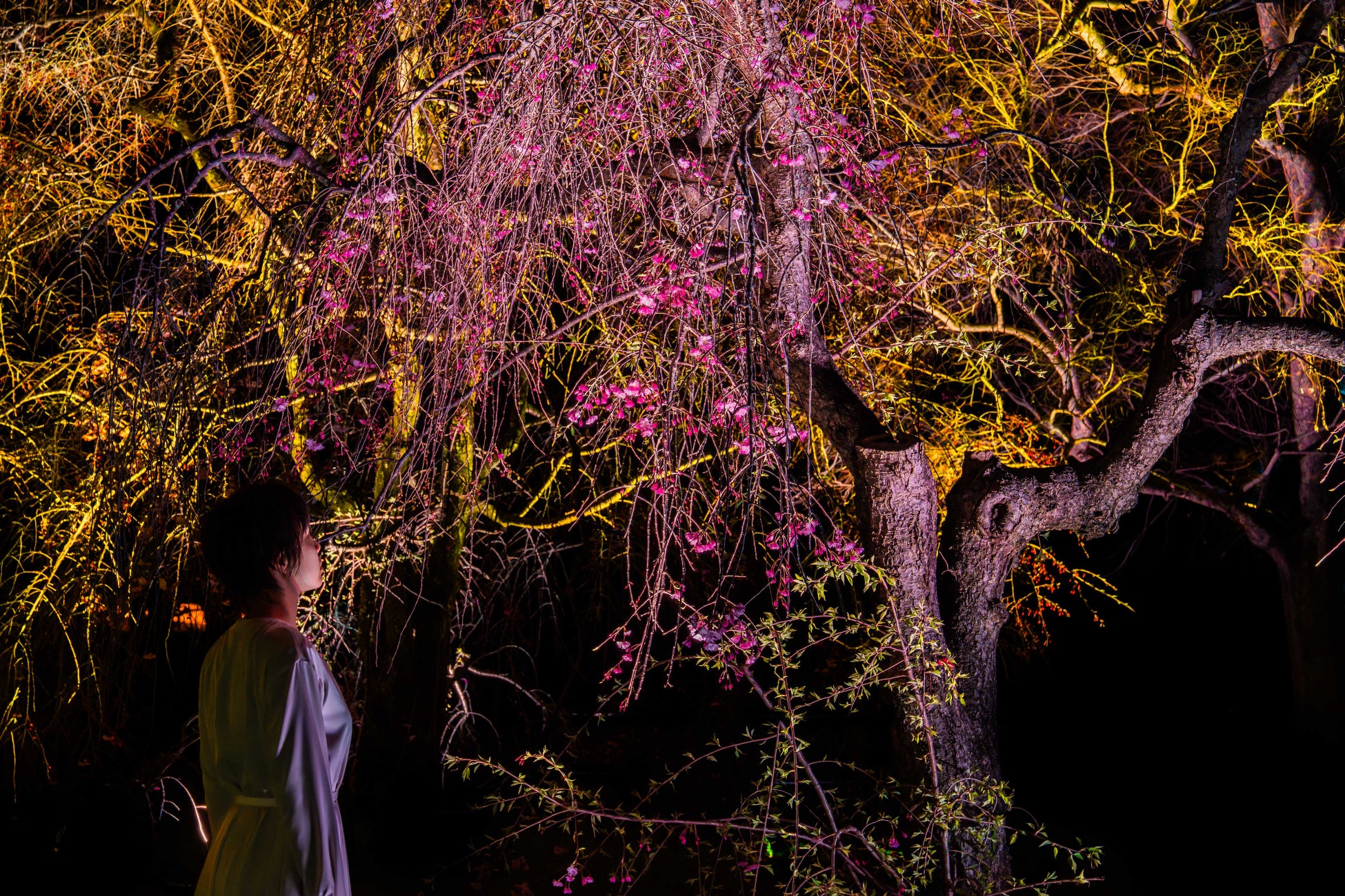 しだれ桜の開花期間、桜に合わせた色で輝く《呼応する木々 – しだれ桜》を『チームラボ ボタニカルガーデン 大阪』で4月4日(土)から公開