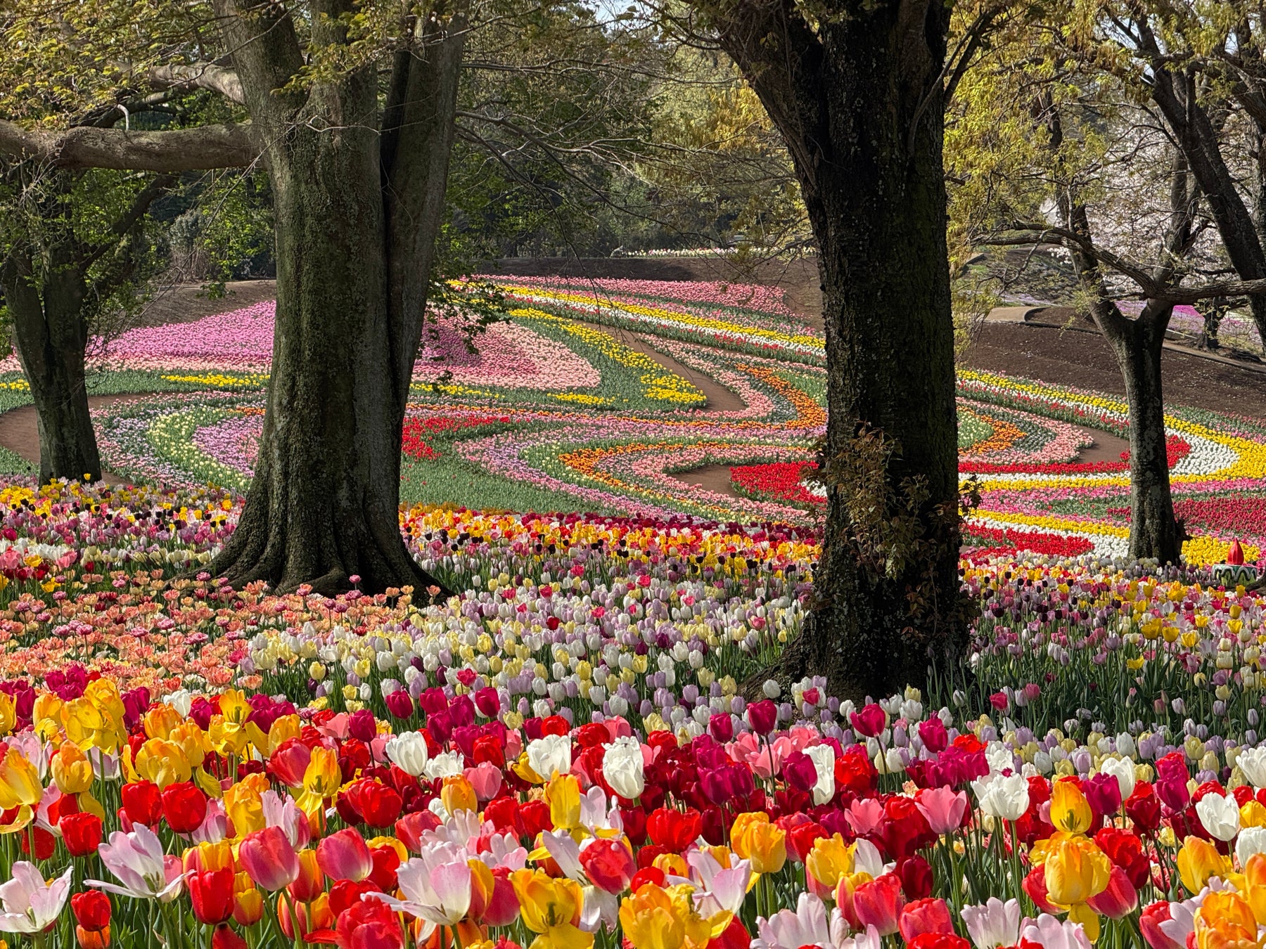 【取材のご案内】ついに「絶景」が完成。 過去最大6,000㎡のチューリップ畑が見頃！
