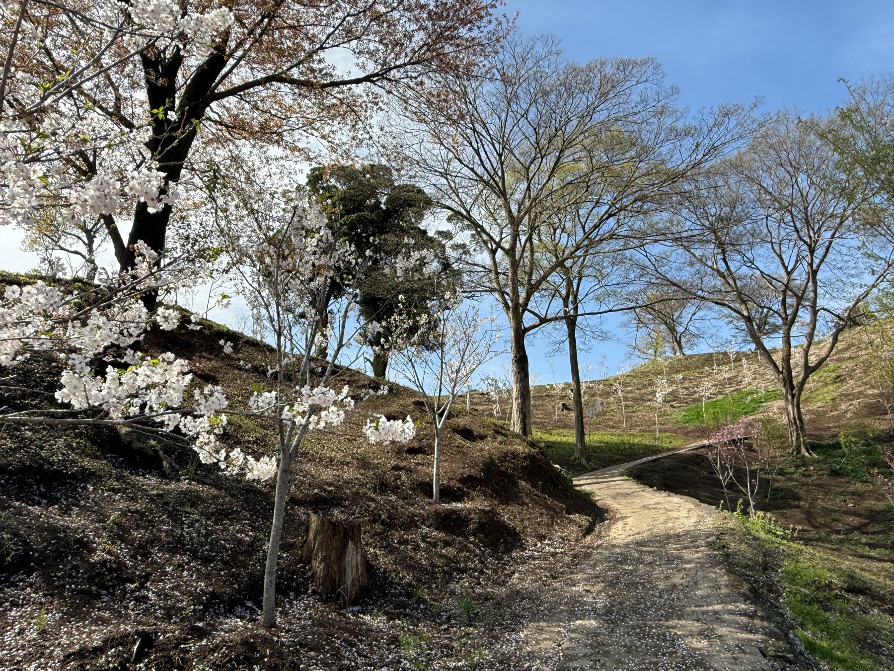 「あじさいの森」が“700本の桜”が咲き誇る新名所へ大リニューアル！元匝瑳市議会議員・川口健男氏ご寄贈の桜が今春、初開花