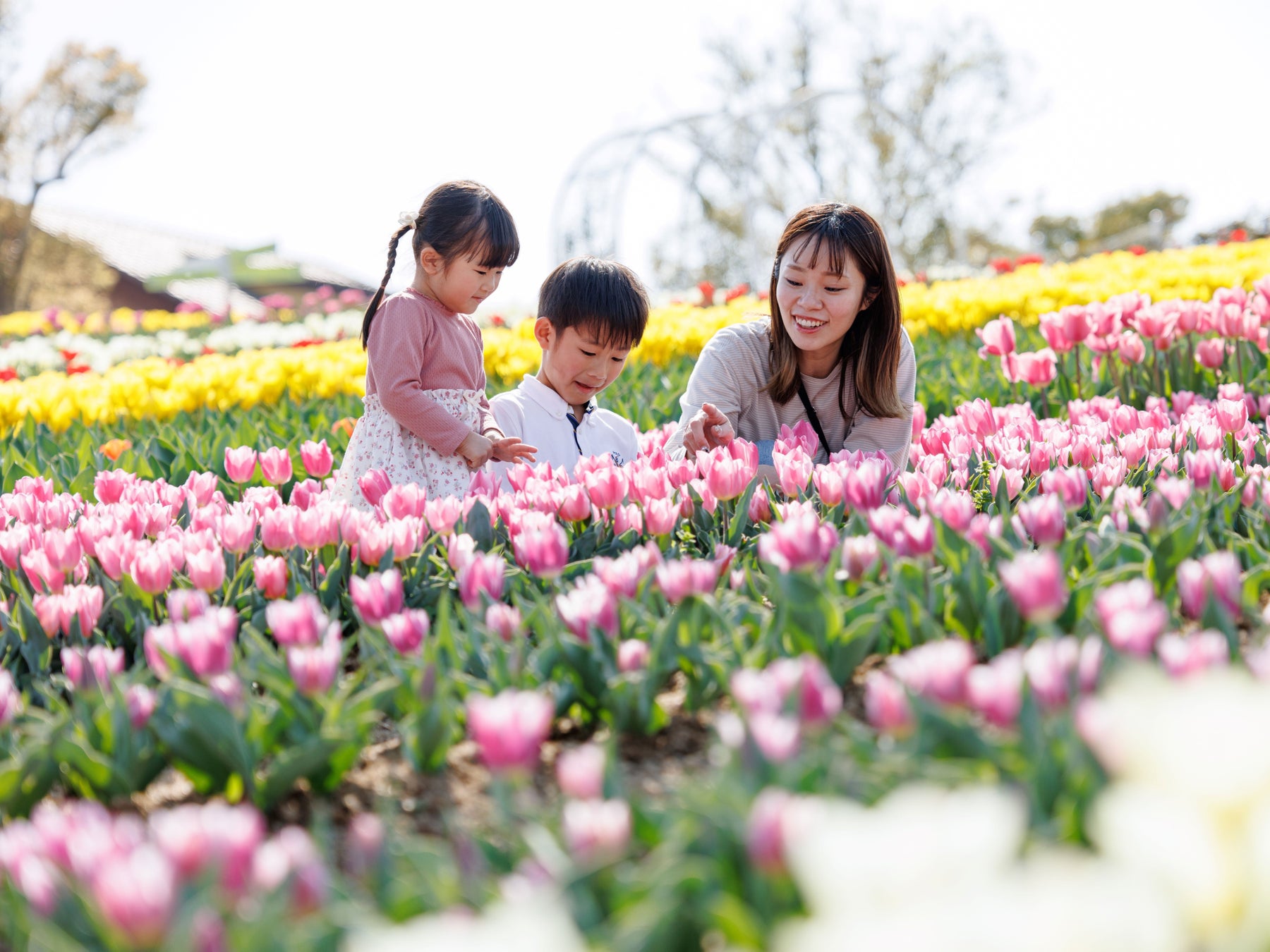 【今週見ごろ】春、満開。心も満開。”7万本のチューリップ” 色とりどりの春に包まれる【ハーベストの丘】