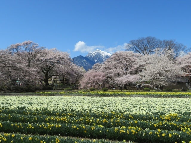 八ヶ岳南麓・北杜市で春の絶景へ――桜の開花情報を随時発信