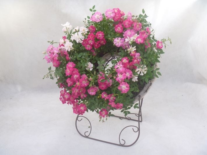 【JAF岐阜】春のJAFデー「ミニバラ寄せ植え体験～ウェルカムローズ～」inはなのかファーム