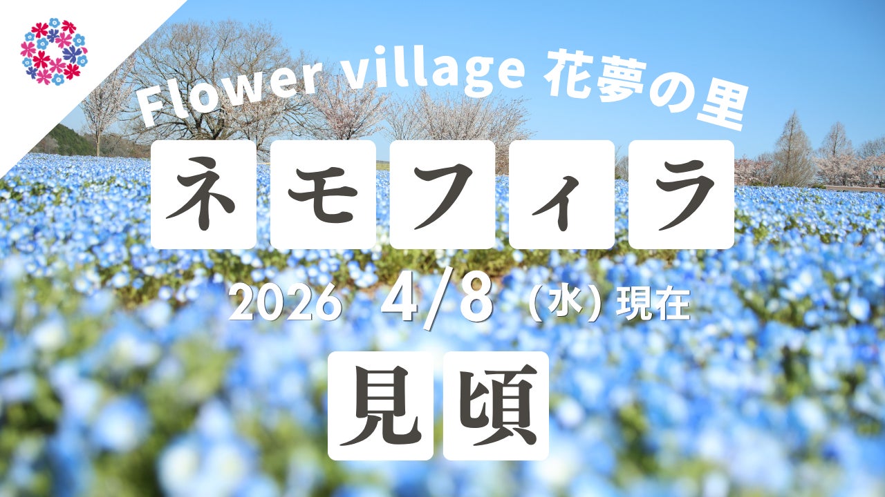 【広島／世羅】ネモフィラ・芝桜が見ごろです！芝桜とネモフィラの丘《Flower village 花夢の里》