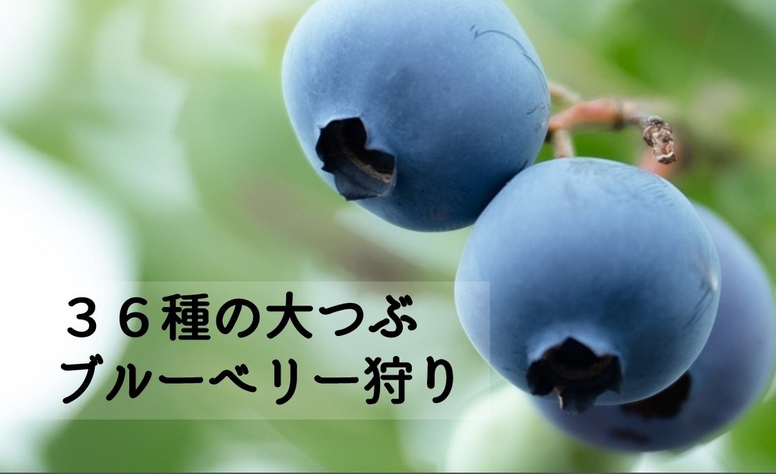 「さがみはらSDGsアワード」と「かながわ脱炭素大賞」を受賞したさがみこファーム、新たに36種類のブルーベリー食べ放題プランを発表！