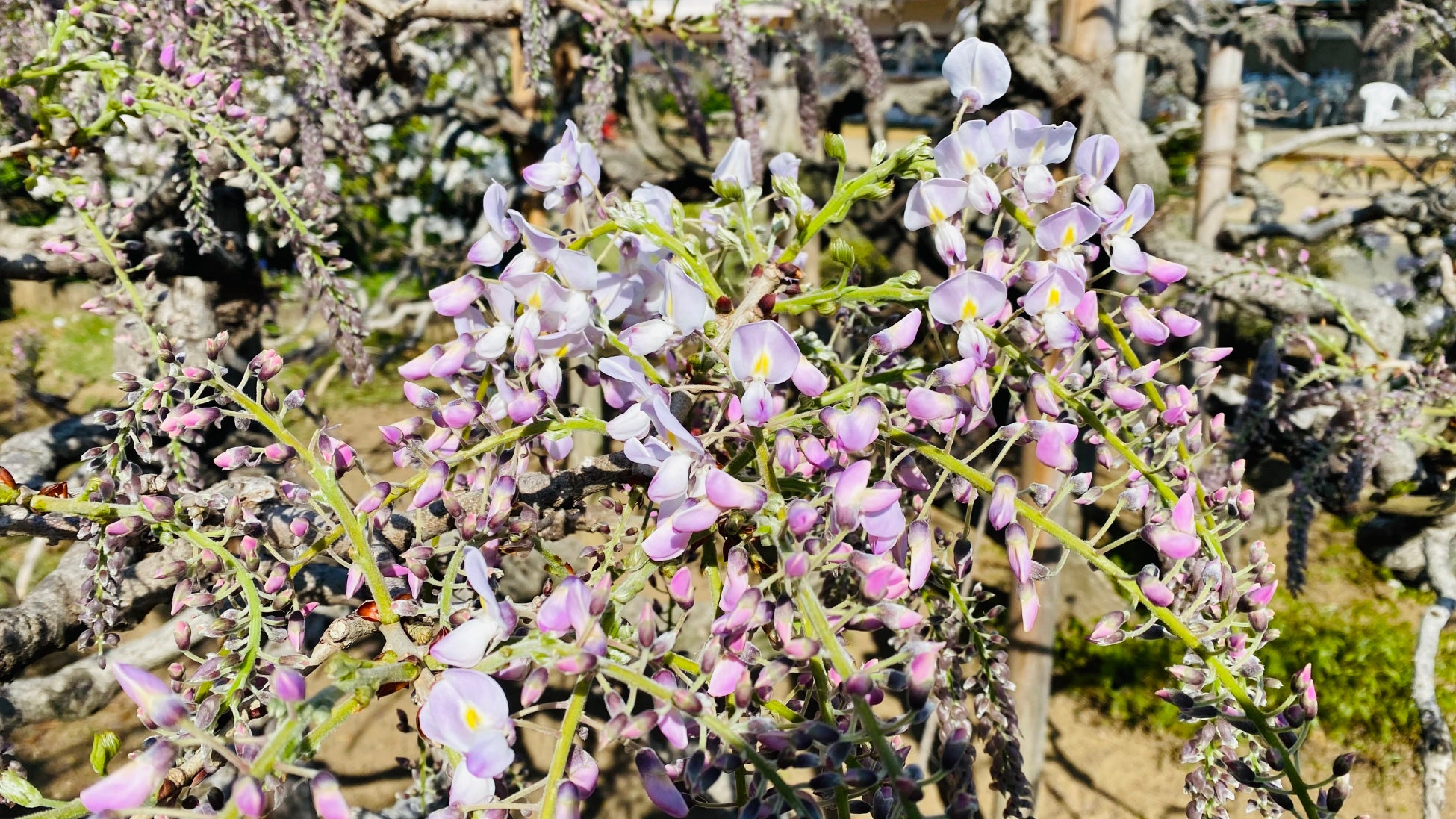 350本以上の藤の花と、5000株以上のツツジが咲き誇る『ふじのはな物語～大藤まつり2026～』が2026年4月11日（土）より開幕！