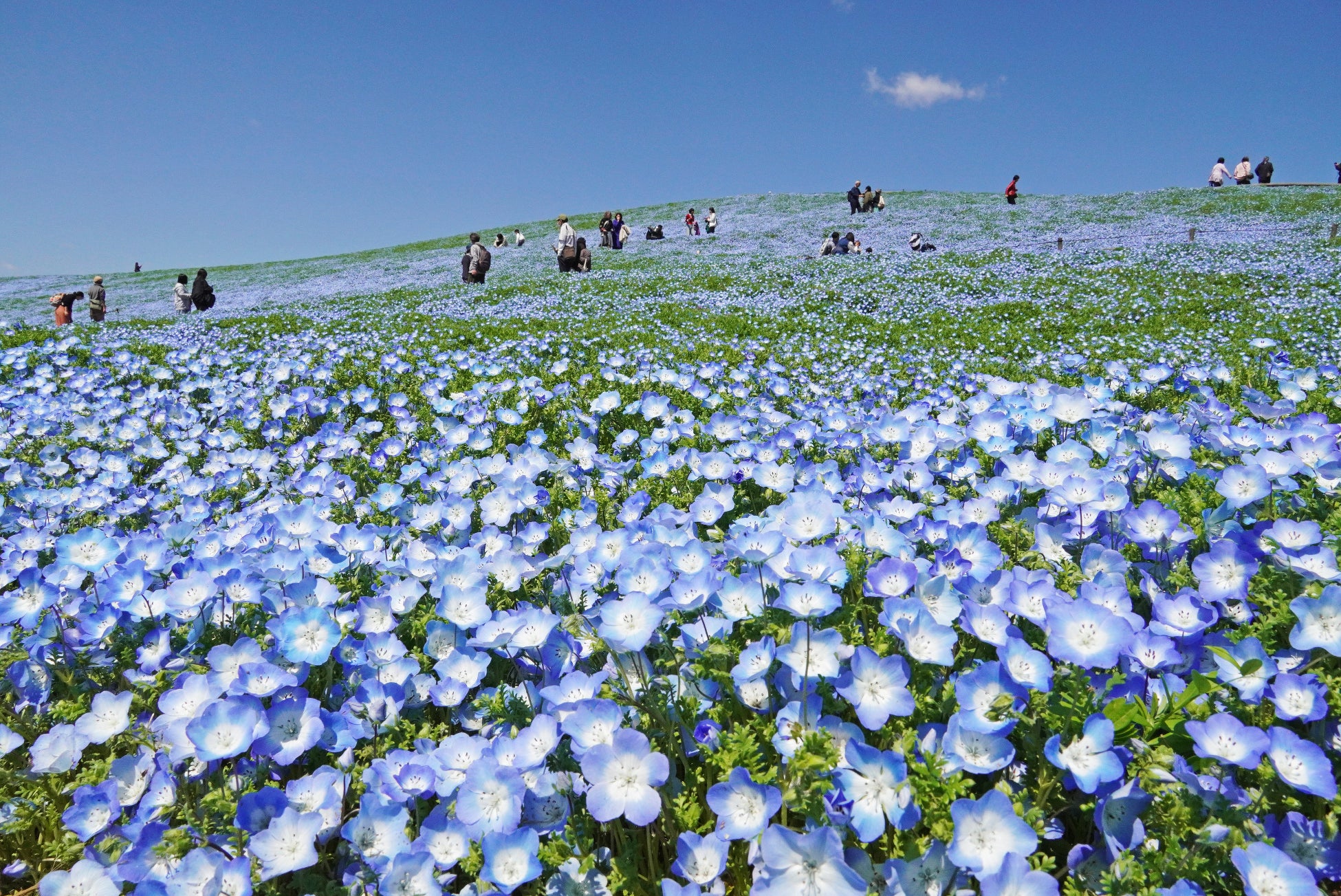 ネモフィラ　現在5分咲き、まもなく見頃（7分咲き）を迎えます！（国営ひたち海浜公園）