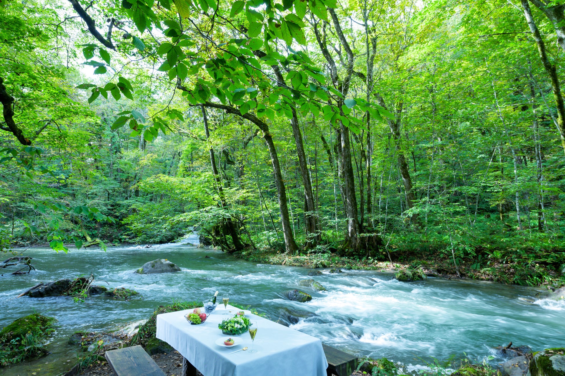 大阪春の風物詩 大阪まいしまシーサイドパーク「ネモフィラ祭り2026」 4月11日(土)からいよいよ開催!直行シャトルバス「ネモフィラライナー」の運行が決定