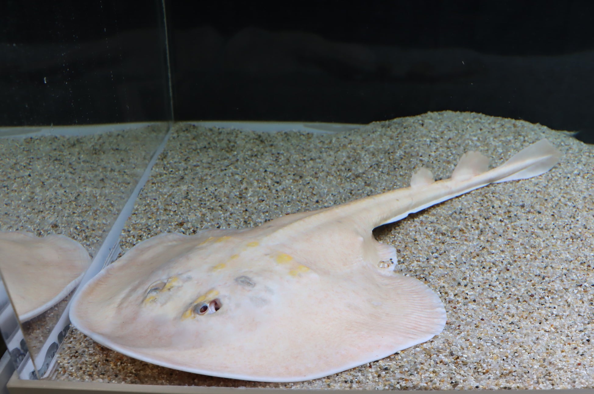 見事な隠れ技で生き残った！？国内2例目！希少な白いウチワザメをアトアで展示します