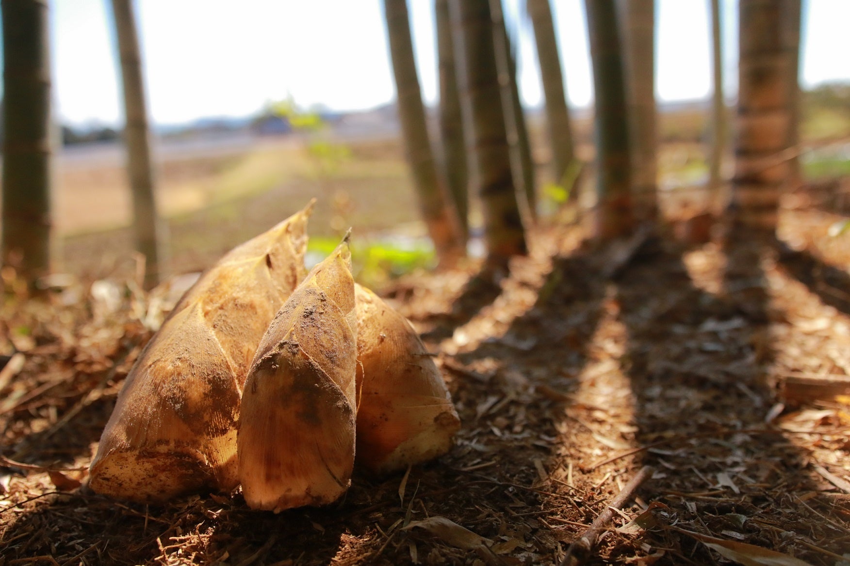 【2026年5月3日開催】熊に備える！医師に学ぶ！いいのわたると走る！トレイルランナーのための安全講座 in 有明『有明アウトドア・チャレンジセッション』