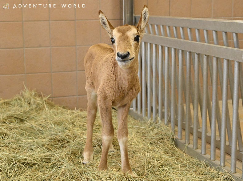 未来へつなぐ、いのちのバトン。シロオリックスが初産としては国内最高齢の１５歳で赤ちゃんを出産しました！スタッフと一緒につないだ奇跡の命
