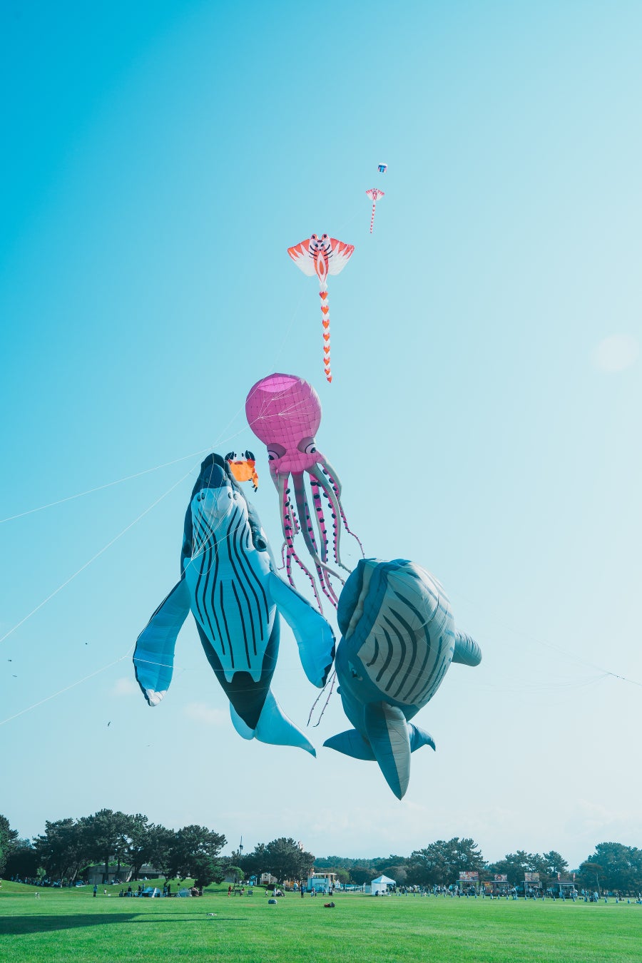 うみなか凧揚げフェスティバル開催！