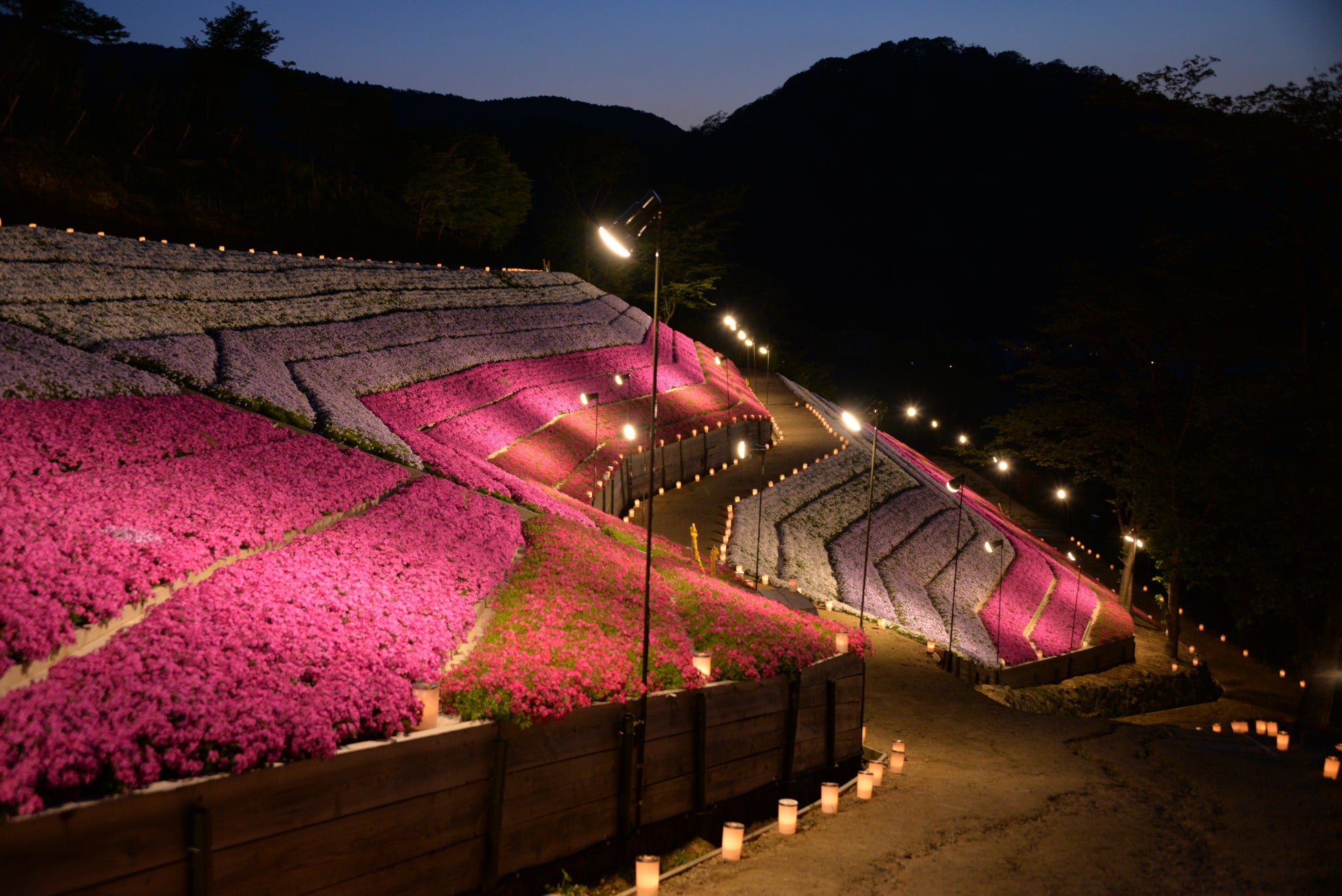 【２日間限定】ヤマサ蒲鉾株式会社で「夜芝桜鑑賞会」が今年も開催！