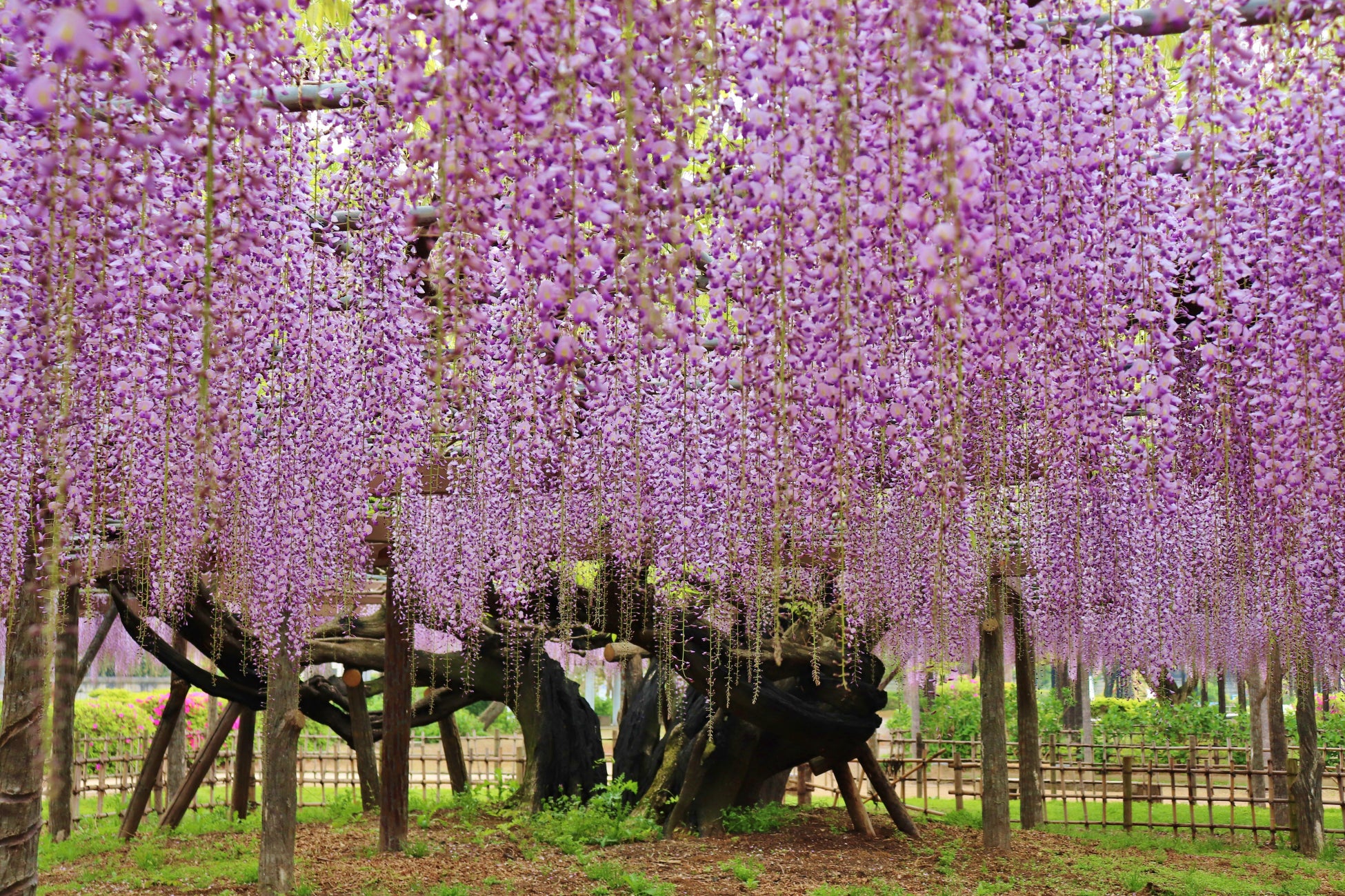 【加須市】樹齢450年の歴史が織りなす紫の絶景。「騎西藤まつり」を4月18日より開催！～大藤の香り漂う玉敷公園で、伝統芸能から音楽イベントまで多彩な催しが満載～