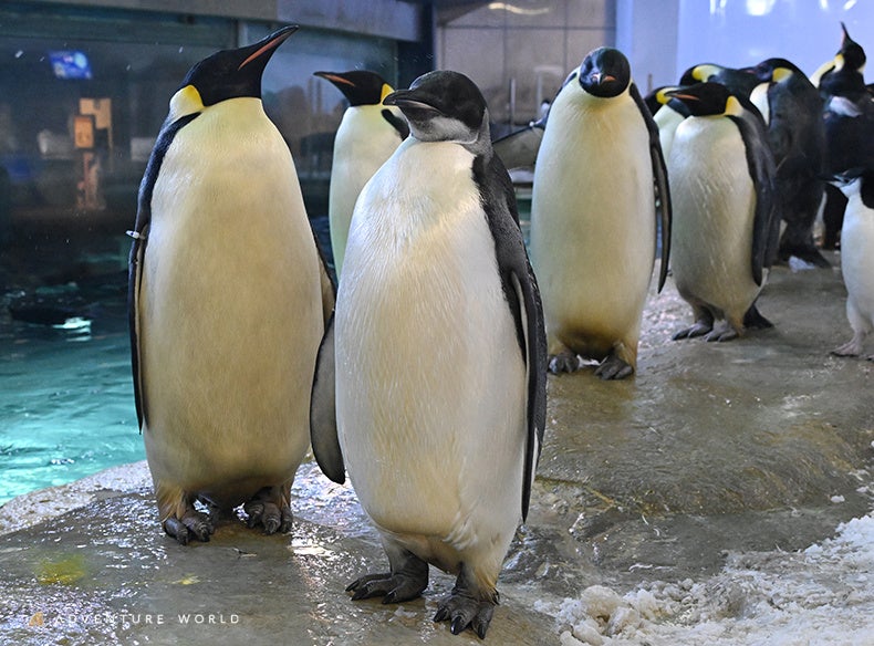 エンペラーペンギンの子ども「４４番」がひとり立ち！野生のライフサイクルに合わせ、新生活へステップアップ