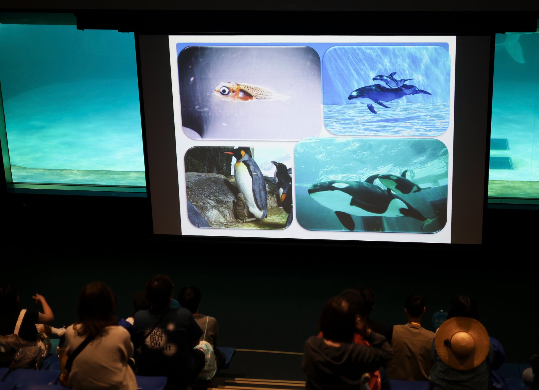 【鴨川シーワールド】飼育員が「水の生き物の飼育」や「絶滅危惧種の保全活動」について解説『飼育の日』・『国際博物館の日』特別レクチャー開催