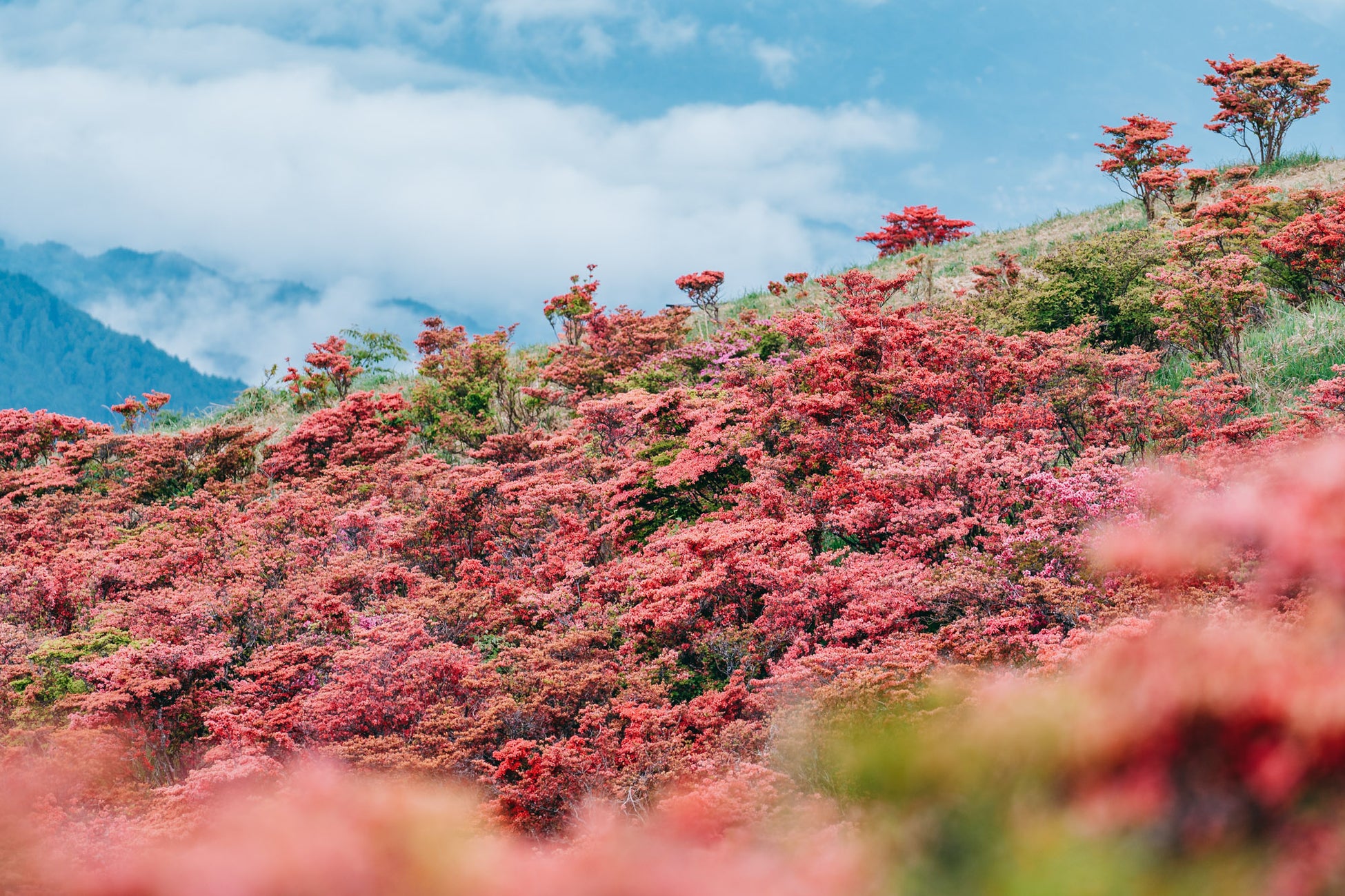 葛城山「一目百万本」のツツジ、混雑前に楽しむ2つの宿泊プランが登場