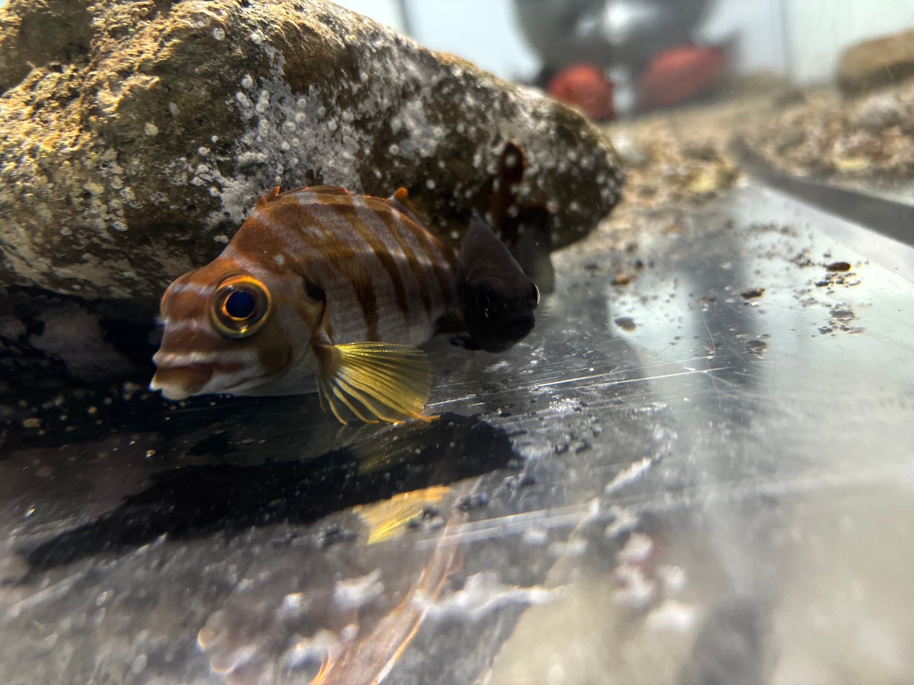 【びわ湖大津プリンスホテル】近江うまいもん紀行 初夏のびわ湖旅　日本三大和牛“近江牛”を堪能するレストランフェア開催