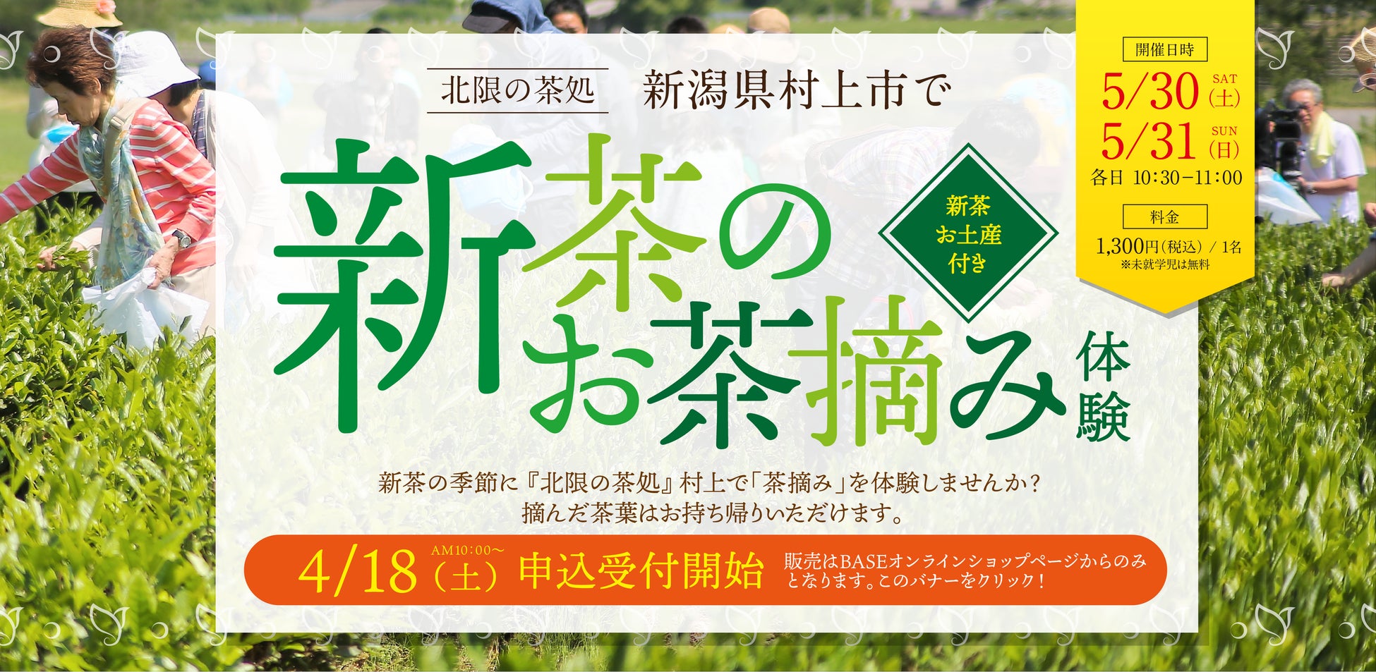 北限の茶畑へ。新潟県村上市で「新茶のお茶摘み体験」を開催します