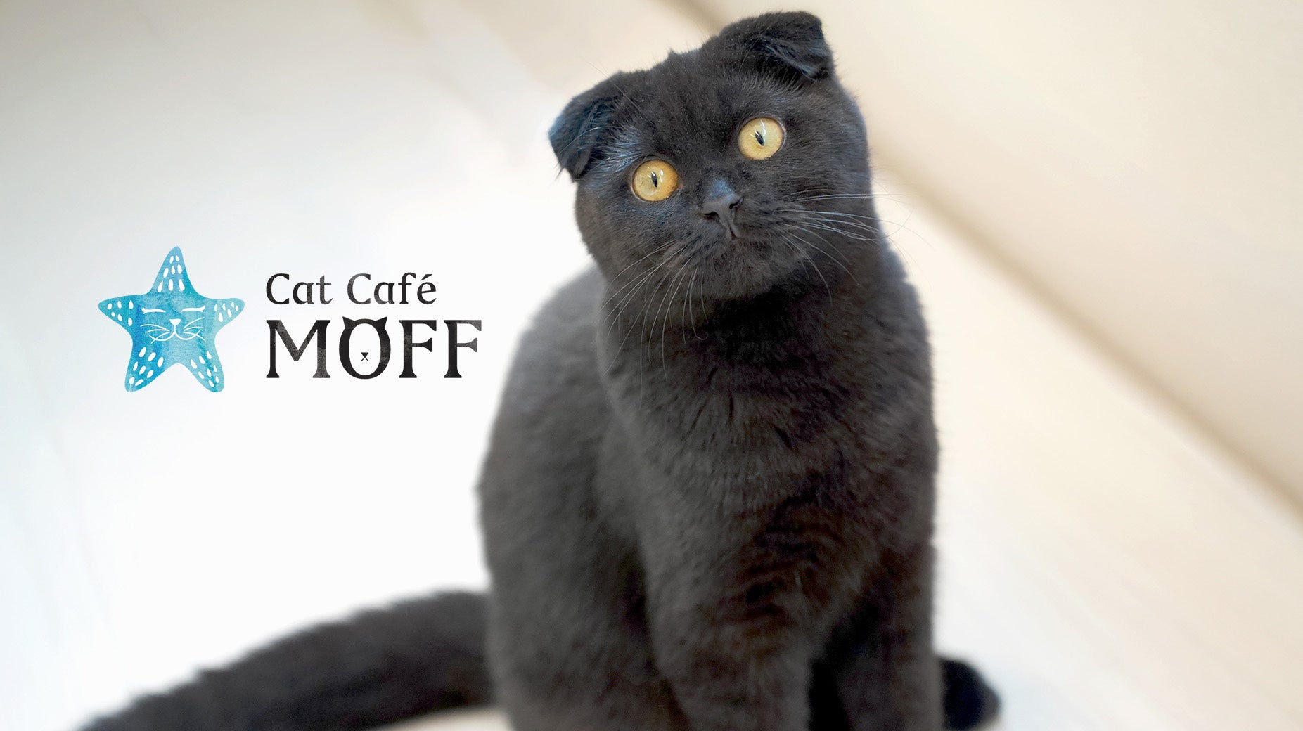 那覇・国際通りに待望のオープン！『Cat Café MOFF 沖縄国際通り店』4月23日（木）誕生！！