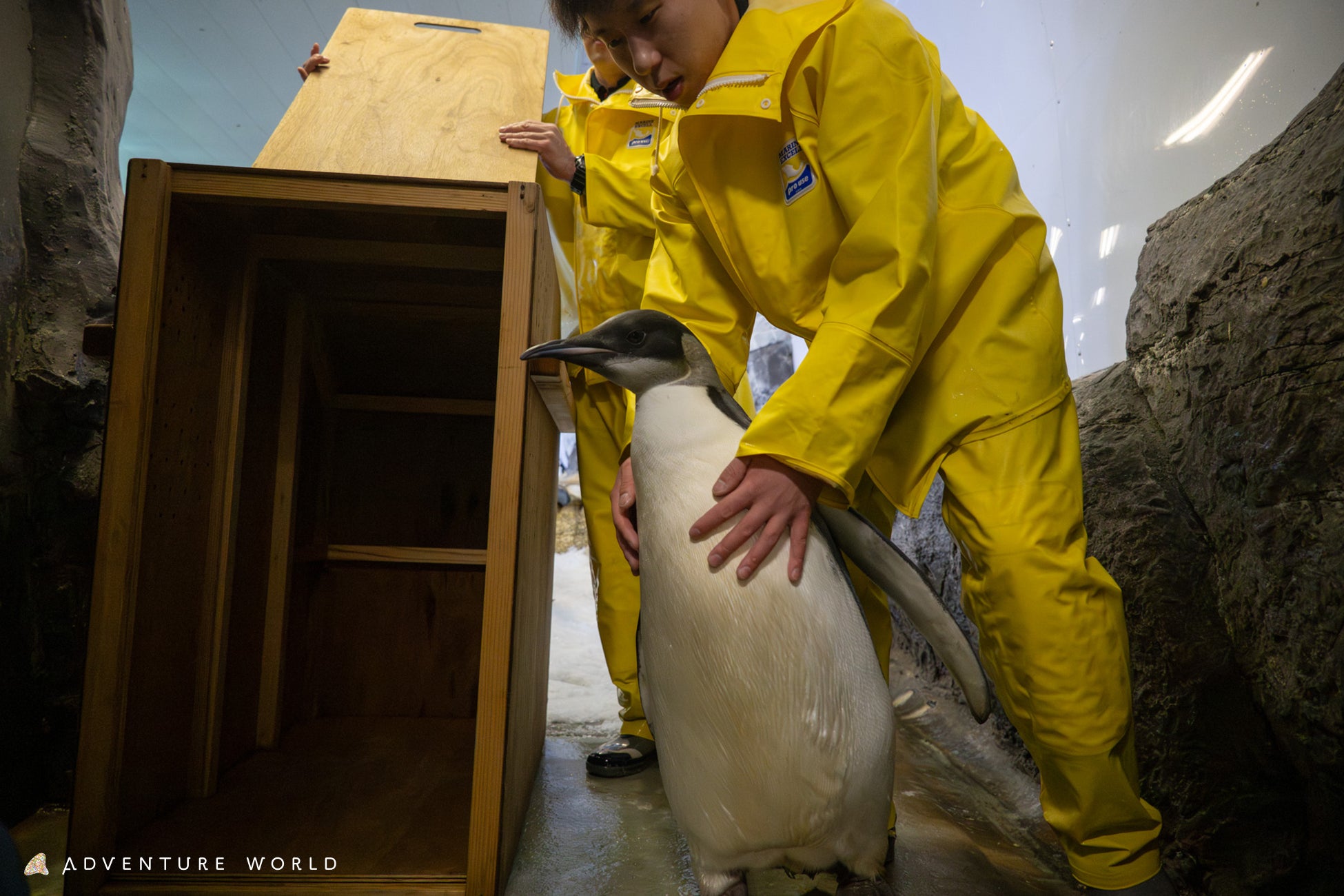 エンペラーペンギンの子ども「４４番」がひとり立ち！野生のサイクルに合わせ、新しい仲間たちが待つエリアへお引越ししました