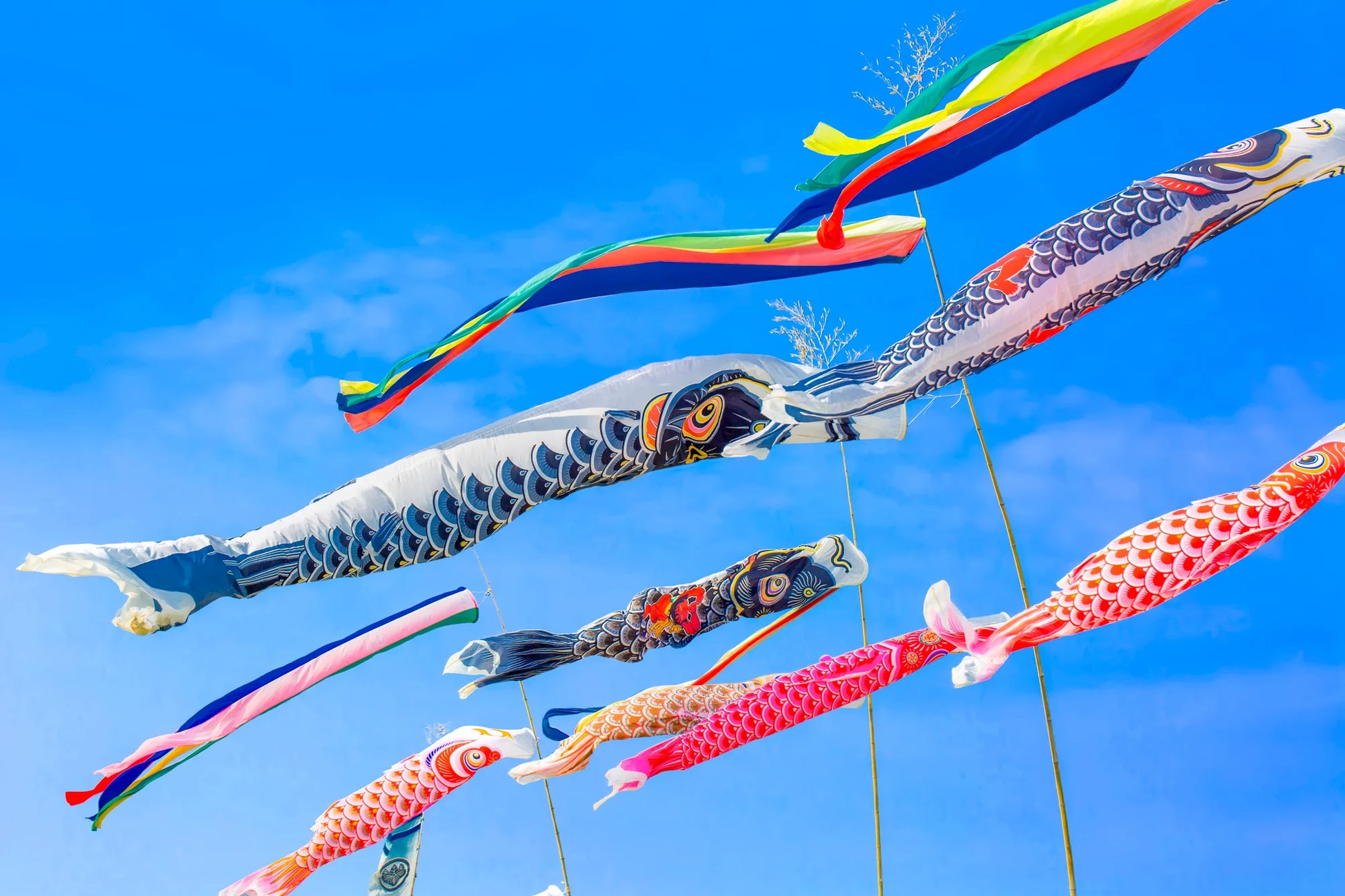 【JAPAN 47 GO厳選】春本番♪「JAPAN 47 GO」から、5月のイベント情報をお届けします！