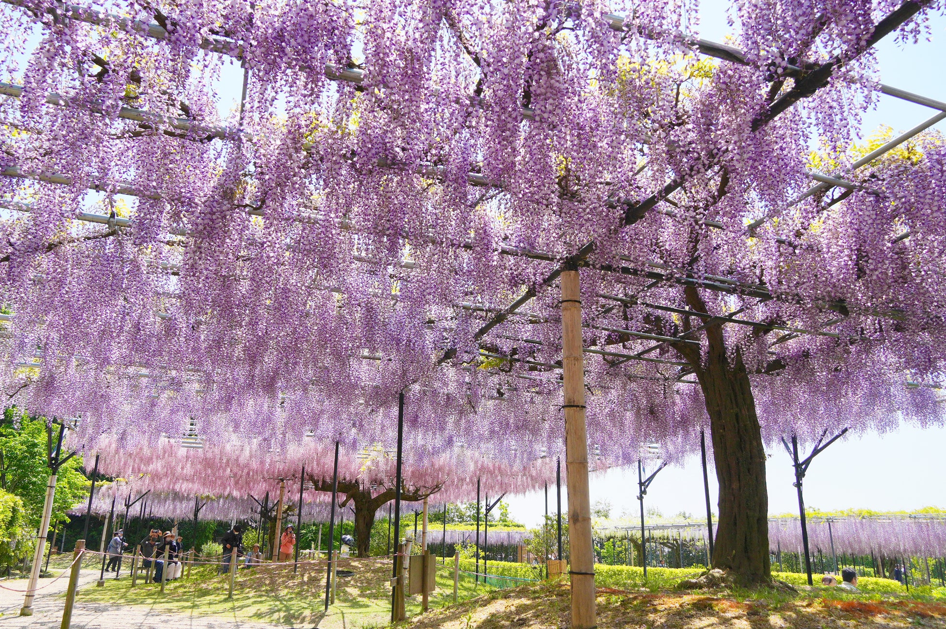 【三重県・藤】富士山麓から移植した22本の藤の大木が開花シーズンに。約80本・13品種を植栽した「藤のガーデン」エリアを4月11日より公開中。珍しい“黄金葉”の長藤も